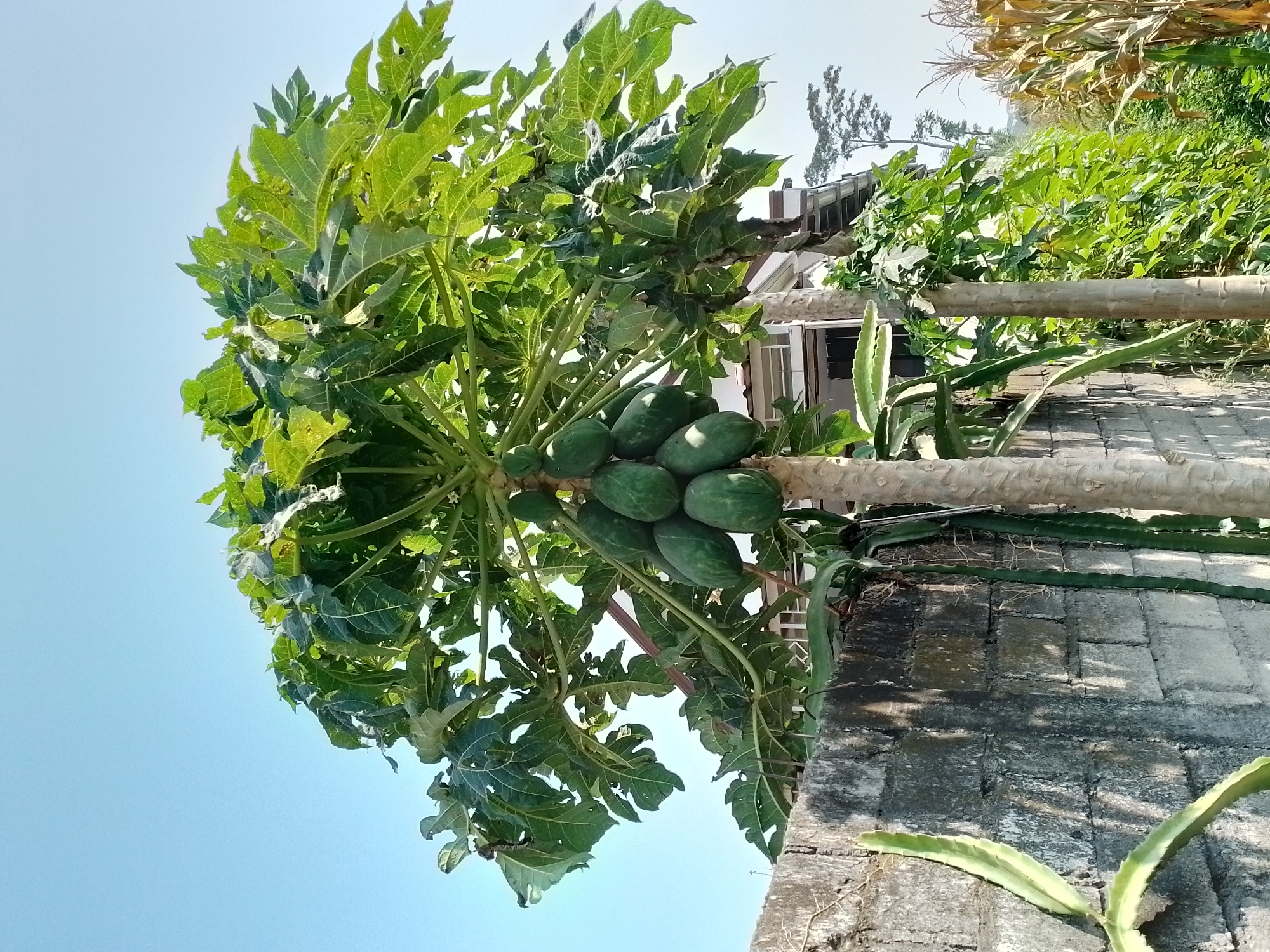 An outdoor medium shot captures a papaya tree laden with green fruit against a clear blue sky in Ngancar, Indonesia. The tree, positioned slightly right of center, has a slender, light brown trunk and large, palmate leaves in various shades of green. A cluster of approximately ten unripe papayas hangs from the upper part of the tree. To the left, a weathered brick wall runs diagonally across the frame, partially obscuring the base of the tree and also supporting a vine with thick, green, segmented stems. In the background, a two-story building with white siding and a dark roof is visible. To the right of the papaya tree, tall, dry corn stalks stand prominently, their husks yellowed and drooping. The overall scene depicts a rural or semi-rural setting with agricultural elements.