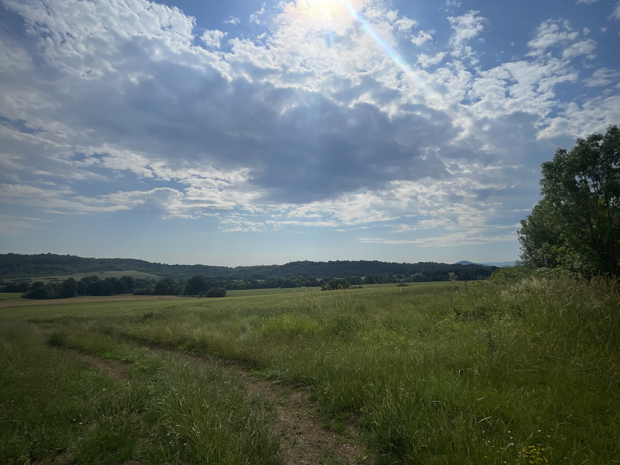 The image depicts a vast, grassy field with a dirt path winding through it, leading towards rolling hills in the background. The sky is a vibrant blue, dotted with fluffy white and grey clouds, and the sun is shining brightly, casting a lens flare across the upper right portion of the frame. A lone tree stands tall on the right side of the image, its green leaves contrasting with the lighter hues of the sky and field. The environment appears to be rural, with no visible buildings or human activity. The overall impression is one of natural beauty and tranquility.