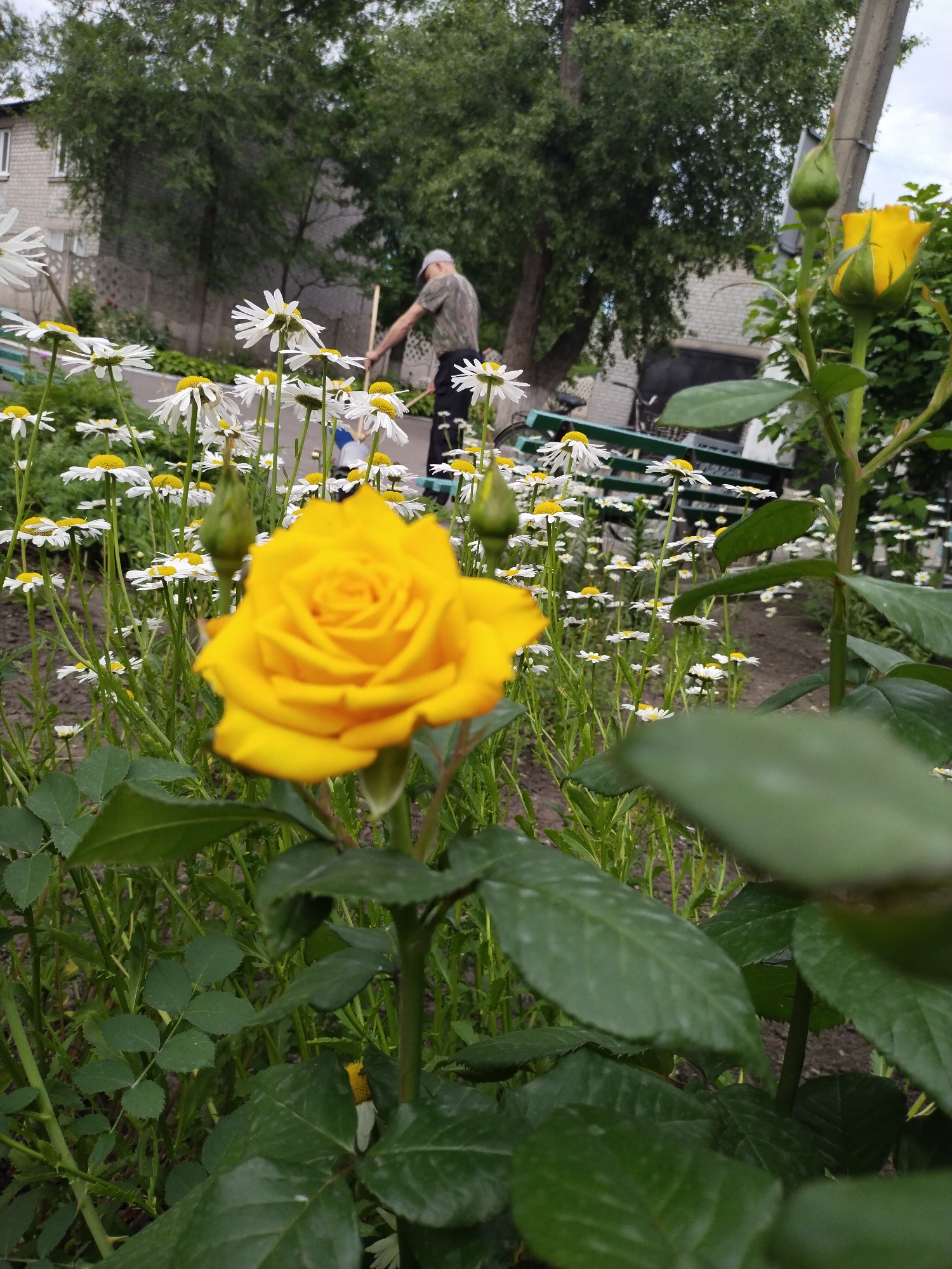 In the city of Horishni Plavni, Ukraine, a close-up shot captures a vibrant yellow rose in the foreground, its petals unfurling in the soft daylight. Behind it, a dense field of white daisies creates a textured backdrop. Further in the distance, a person in a camouflage shirt and a light-colored cap is engaged in gardening, wielding a tool amidst the greenery. A blue bucket is visible near them. A park bench, partially obscured by the flowers, suggests a public outdoor space. The scene is set against a backdrop of trees and the facade of a brick building, indicating an urban or semi-urban environment.