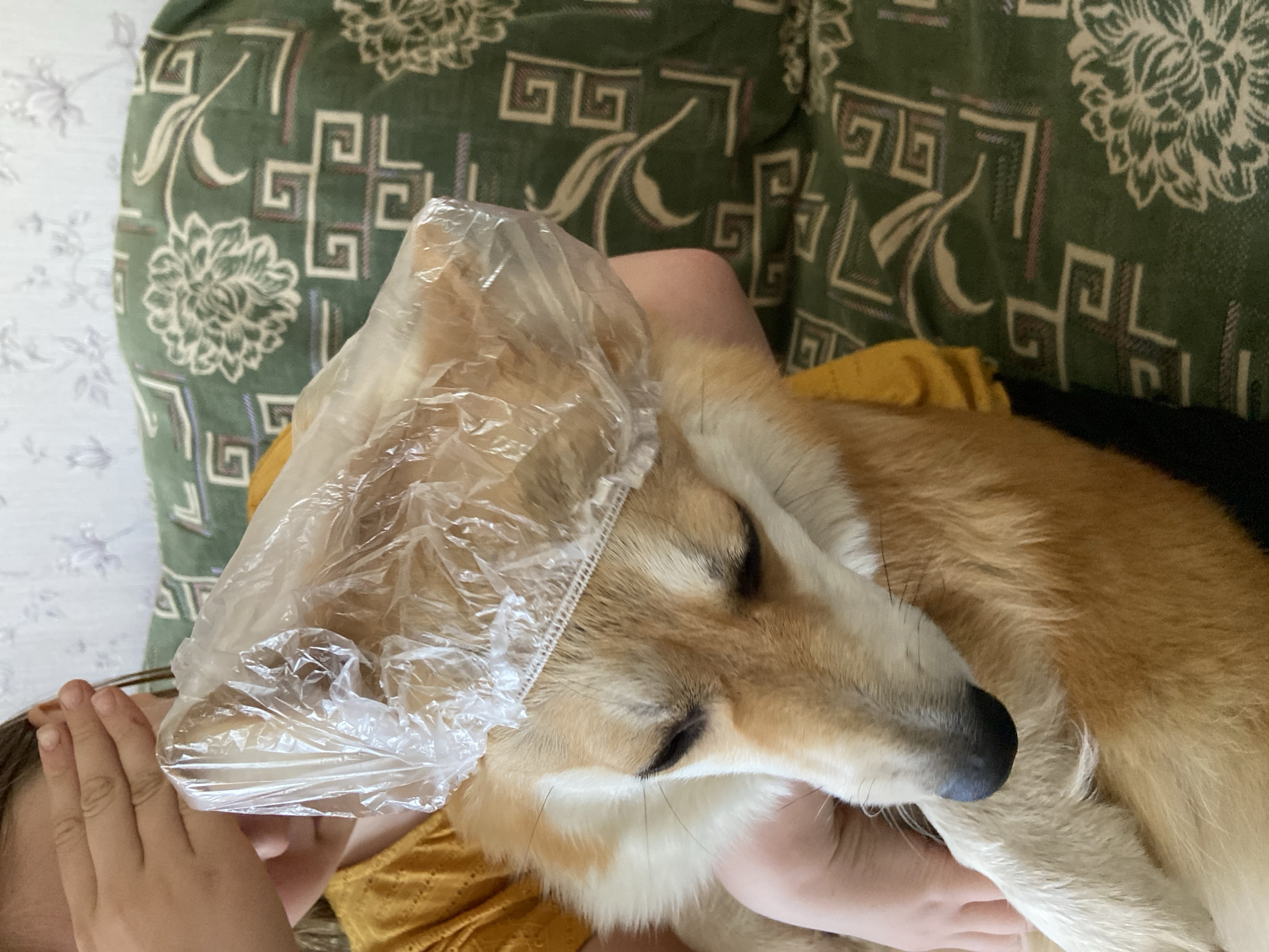 A medium shot depicts a light brown and white corgi dog resting on a person's lap. The dog is wearing a clear plastic bag on its head. The person holding the dog has their hand covering their face. The background consists of a green patterned couch and a white wall. The location is Chaikovsky, Russia.
