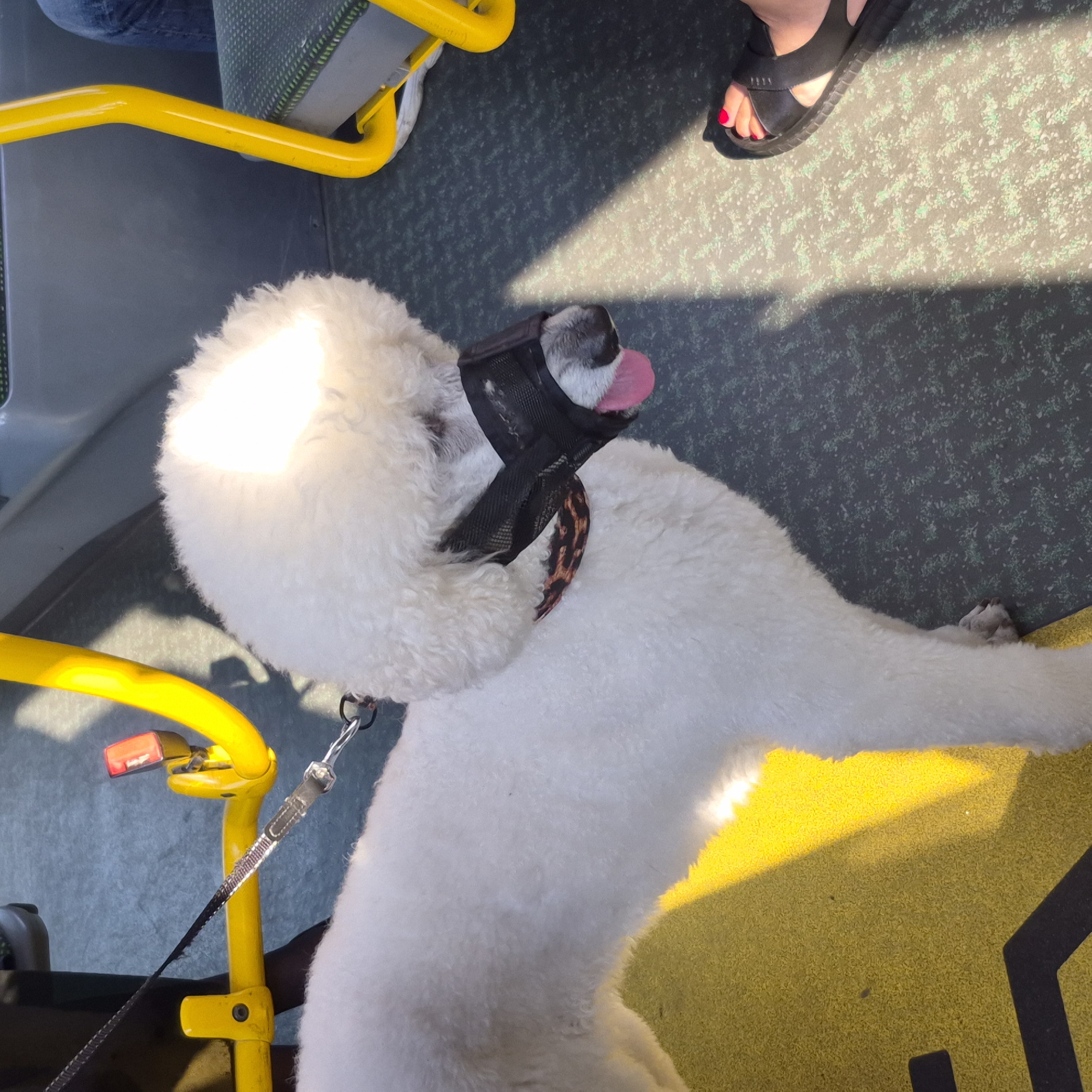A white poodle wearing a muzzle and a leopard-print collar stands on a bus. The dog is muzzled, with its pink tongue visible. It is tethered by a leash to a yellow metal pole. The floor of the bus is yellow and green. A person's foot wearing a black sandal with red nail polish is visible on the right side of the image. The lighting suggests the bus is in motion, with sunlight casting shadows. The scene is likely on public transportation within Gdańsk, Poland, given the context of the prompt.