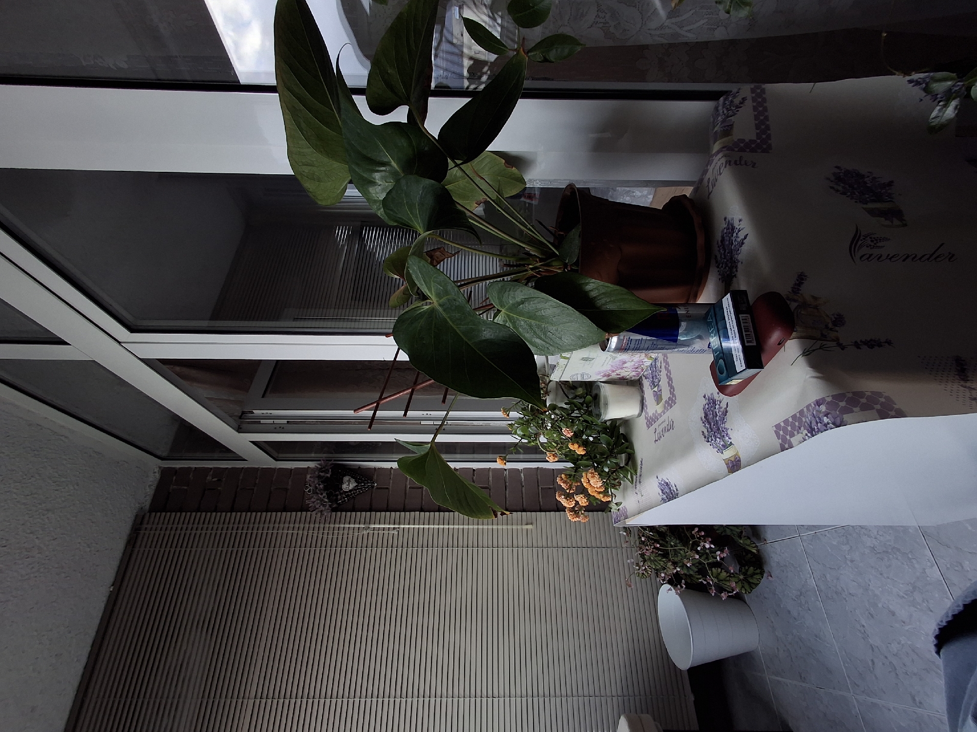 The image shows a view from a window in what appears to be a residential setting. There's a balcony visible through the window, with a bamboo screen or blinds partially covering it. On a table inside, near the window, there is a large potted Anthurium plant with glossy green leaves and a smaller pot with orange flowers. The table is covered with a tablecloth featuring a lavender design. Other objects on the table include a pack of cigarettes, a red object (possibly an apple), and other various items. A white pot with a plant sits on the floor, near the table. The overall setting appears to be an apartment balcony in a city, though Sofia, Bulgaria can not be confirmed.