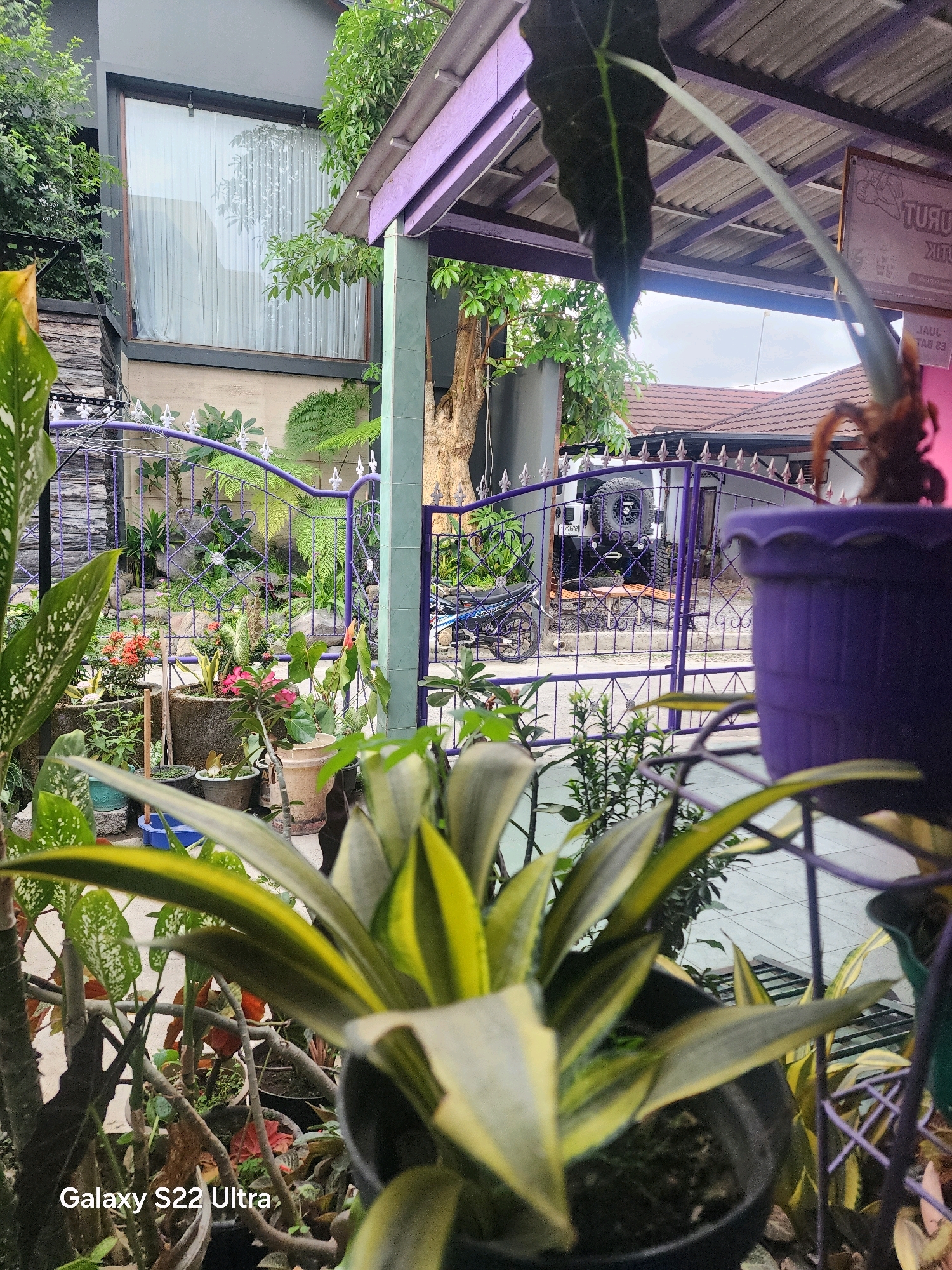 The image shows a residential property in Salaman, Indonesia, with a focus on the front yard. A purple decorative metal fence encloses a garden area featuring various potted plants, rocks, and lush greenery. Beyond the fence, a white Jeep Wrangler is parked in the driveway, and a motorcycle is visible on the left side. The house itself has a modern design with a large window covered by white curtains. A covered porch with a purple roof extends over part of the outdoor space. The foreground is dominated by a close-up of a potted plant with variegated green and yellow leaves. The overall impression is a well-maintained home with a vibrant outdoor living area.