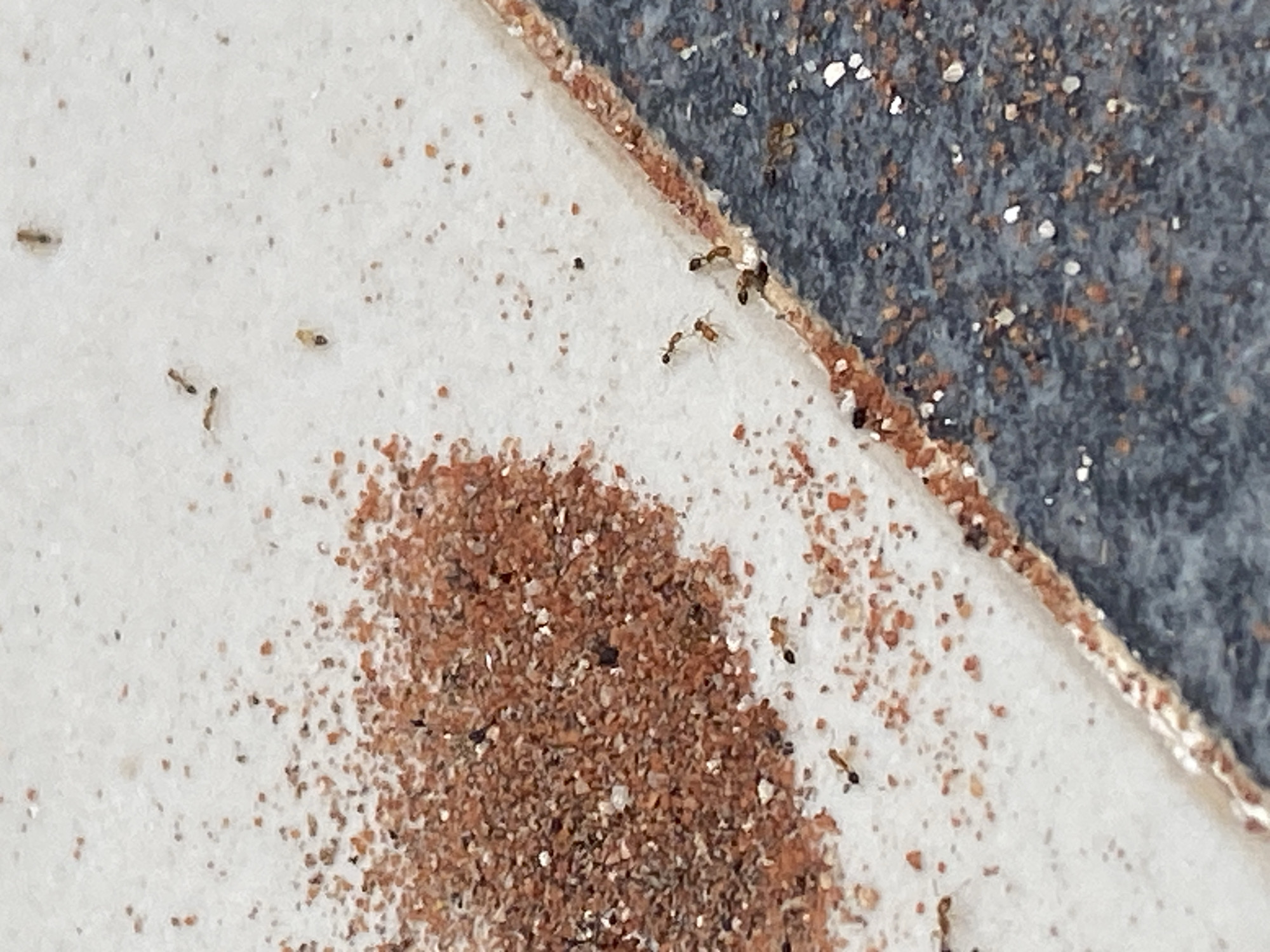 The image shows a close-up view of ants on a textured surface, possibly a tiled pathway or patio in Mũi Né, Vietnam. The surface is divided by a grout line, with a lighter, sand-colored area on the left and a darker, greyish-blue textured area on the right.
On the lighter surface, a pile of reddish-brown sand or fine gravel is present on the left side of the image. Scattered around this pile and on the surrounding lighter surface are several small ants. Some ants are dark brown or black, while others appear lighter brown or reddish. They are depicted walking individually or in small groups. One ant is clearly visible near the bottom left corner, and several more are scattered across the upper and mid-left sections.
Along the grout line separating the two surfaces, a line of ants is visible. Two ants are clustered together near the bottom right of the lighter surface, close to the darker surface. Further up along the grout line, a small group of three ants can be seen.
The darker surface on the right also has scattered particles, some appearing lighter and some darker, possibly a mix of sand and debris. One ant is visible on this darker surface near the bottom. The overall impression is a mundane scene of insect activity on an outdoor surface. The specific location in Mũi Né cannot be determined from the image alone, but the general outdoor setting with granular material suggests a common area like a street, pathway, or garden.