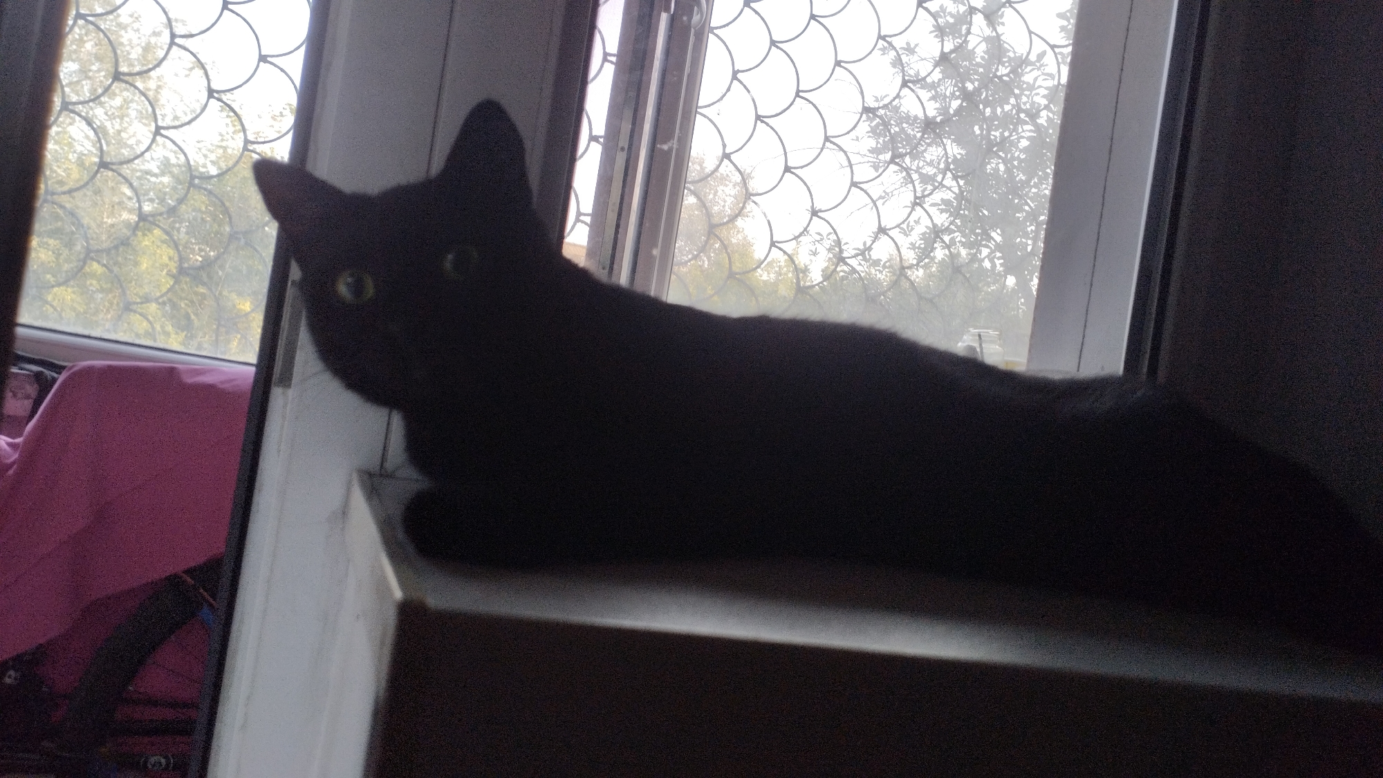 A black cat is lying on a windowsill in front of a window. The cat is mostly in shadow, but its eyes are visible and appear to be yellow. The window has a decorative grate with a scalloped pattern. Outside the window, trees and foliage are visible, suggesting it is daytime and possibly autumn. To the left of the window, a pink blanket is draped over something, possibly furniture. The overall setting appears to be indoors, near a window.