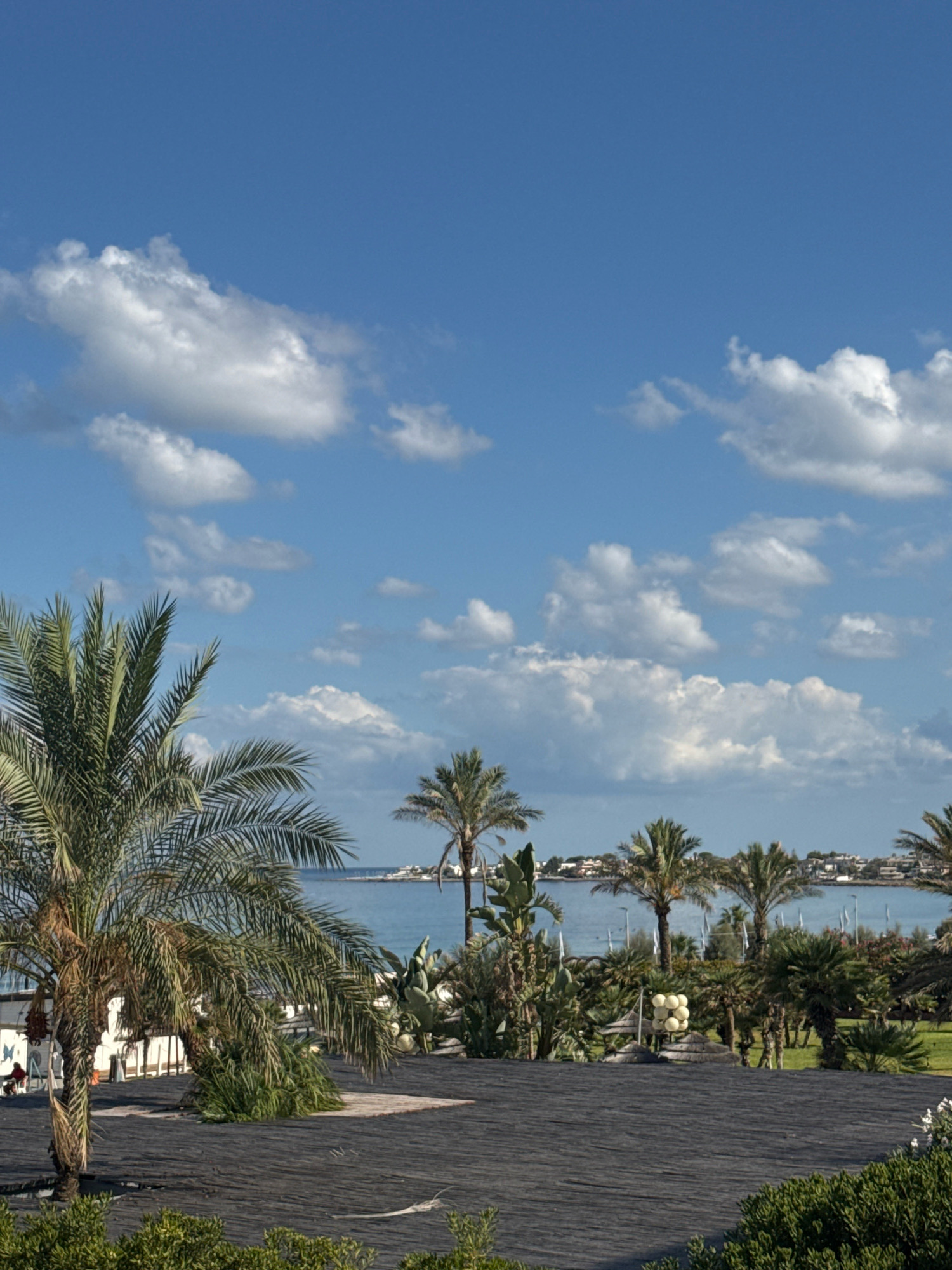 This is a vertical, eye-level outdoor photograph taken in Capaci, Italy. The foreground features a dark, textured ground cover, possibly volcanic sand or dark wood planks, with lush green bushes visible at the bottom edge. A large palm tree dominates the left side of the frame, its fronds spread wide. In the midground, a variety of tropical plants and trees are present, including a tall cactus and several smaller palm trees. Beyond the vegetation is a body of calm, blue water, likely the Mediterranean Sea, with a distant coastline dotted with white buildings and more palm trees. The sky above is a bright blue, filled with scattered white, fluffy clouds. A person is partially visible on the far left, sitting on a chair near a white structure. The overall scene evokes a serene coastal atmosphere.