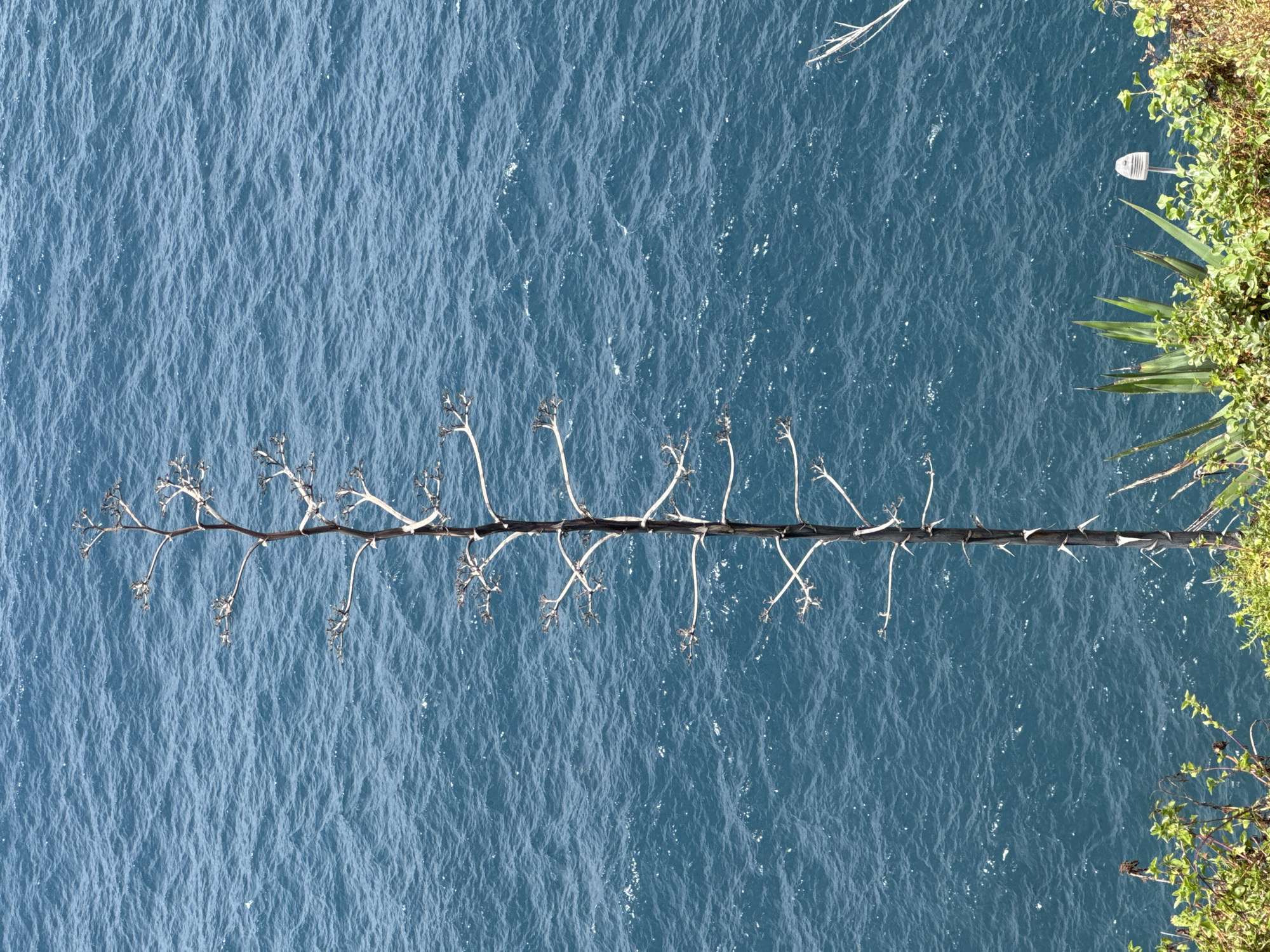 An overhead, high-angle shot captures a single, dry, tall agave stalk standing prominently against a backdrop of rippling, deep blue water. The agave's stalk is dark and segmented, with thin, bare branches extending outwards at intervals, resembling a skeletal structure. The water below shows a textured surface with small white highlights indicating movement. At the bottom of the frame, green foliage and the spiky leaves of other agave plants are visible along the edge of a cliff or embankment. A small, white, mushroom-shaped object, possibly a sensor or marker, is nestled amongst the greenery on the right side. The scene is one of natural elements, with the stark, desiccated agave contrasting with the vibrant, living ocean and vegetation.