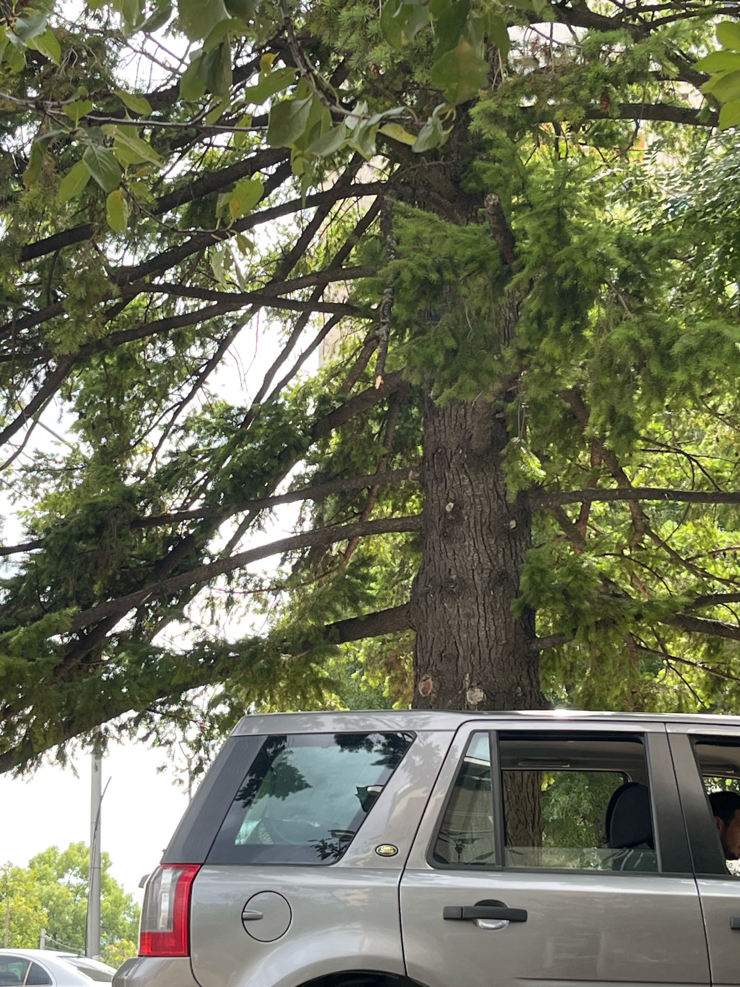 The image shows a silver SUV parked on a street, partially obscured by the branches and trunk of a large tree. The tree has a thick, textured bark and is covered in dense green foliage. The SUV's rear section is visible, including its taillight, rear window, and part of its side. Sunlight filters through the leaves, creating dappled patterns. In the background, there are hints of buildings and other trees, suggesting an urban or suburban setting. The scene appears to be set in Karlovo, Bulgaria, though no specific landmarks are identifiable in this particular shot. No people are clearly visible within the SUV.