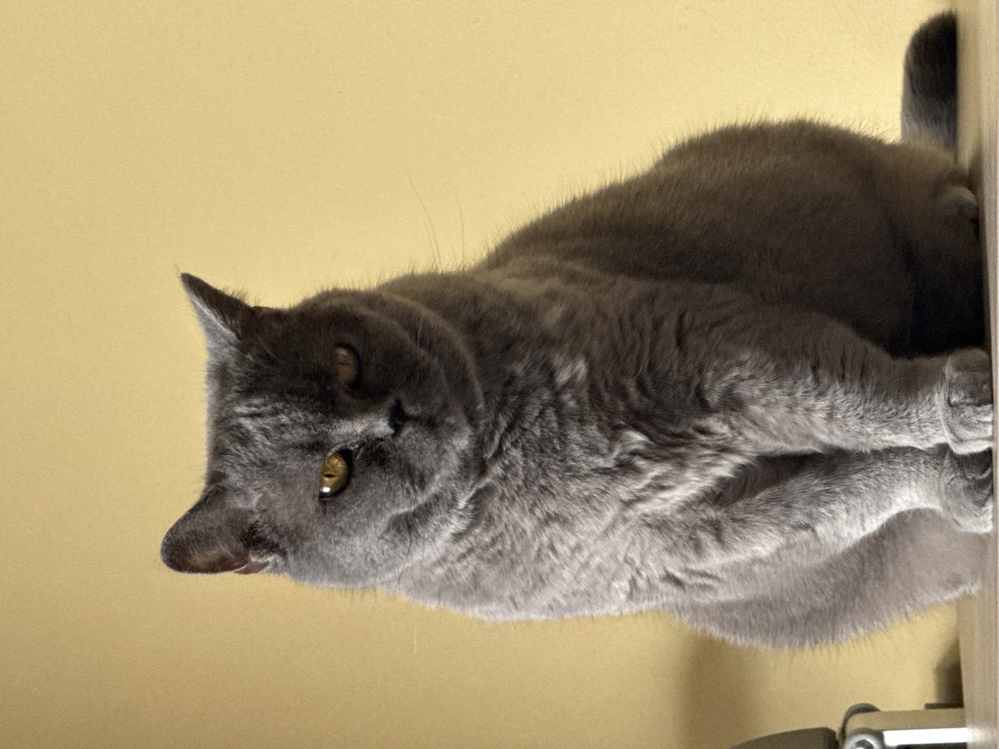 A gray British Shorthair cat is lying down, with its head facing the bottom left of the frame and its body extending toward the top right. The cat has golden eyes and a smooth, gray coat. It appears to be resting on a surface, as indicated by a blurred object in the bottom right corner. The background is a solid light yellow color. The image does not contain information to determine its location in Sofia, Bulgaria.