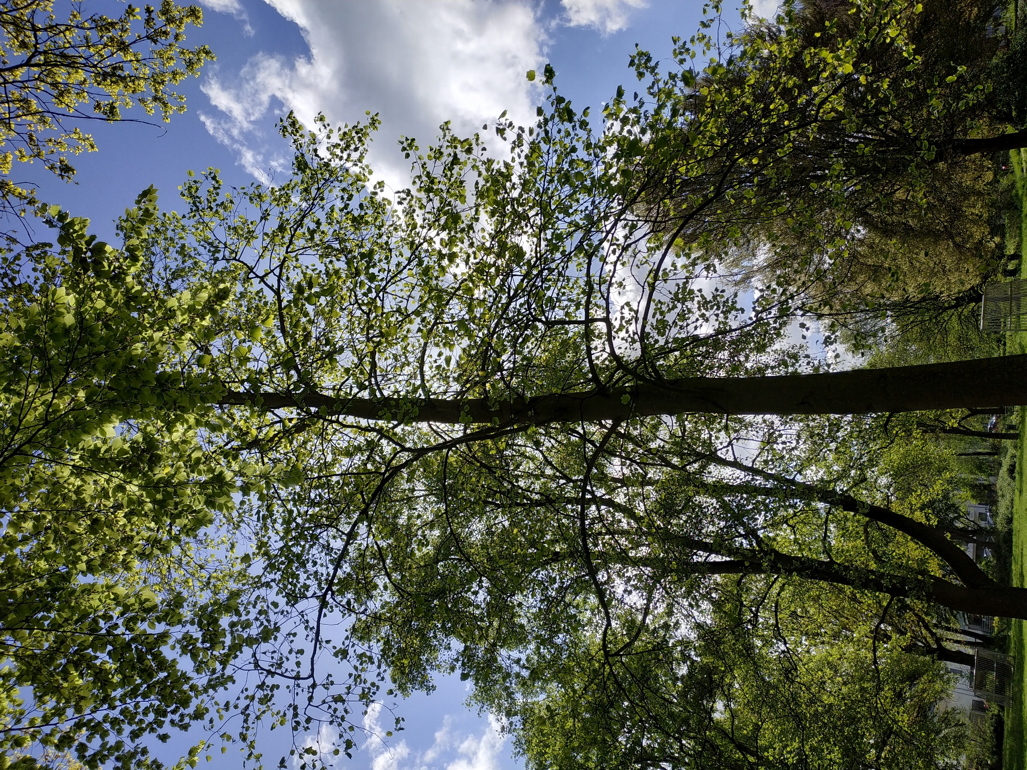 This image, captured in Dortmund, Germany, presents a tranquil view upward into a canopy of trees on a sunny day. The dominant subjects are the lush, light green leaves of deciduous trees, illuminated by bright sunlight filtering from above and behind, creating a glowing, almost translucent effect in many areas. Darker silhouettes of tree branches and trunks are visible against the sky and through the foliage.
Above the tree line, a clear blue sky is visible, adorned with scattered white cumulus clouds, indicating fair weather. In the background, particularly towards the right side of the frame (when viewed correctly oriented), a grassy area stretches out. Faintly discernible through the trees are some distant buildings, suggesting an urban or suburban park setting, and a light-colored park bench or seating area.
No people or specific activities are depicted, giving the scene a peaceful and natural ambiance. The bright, clear conditions suggest it is daytime, likely morning or afternoon, with ample sunshine. There is no visible text in the media file.