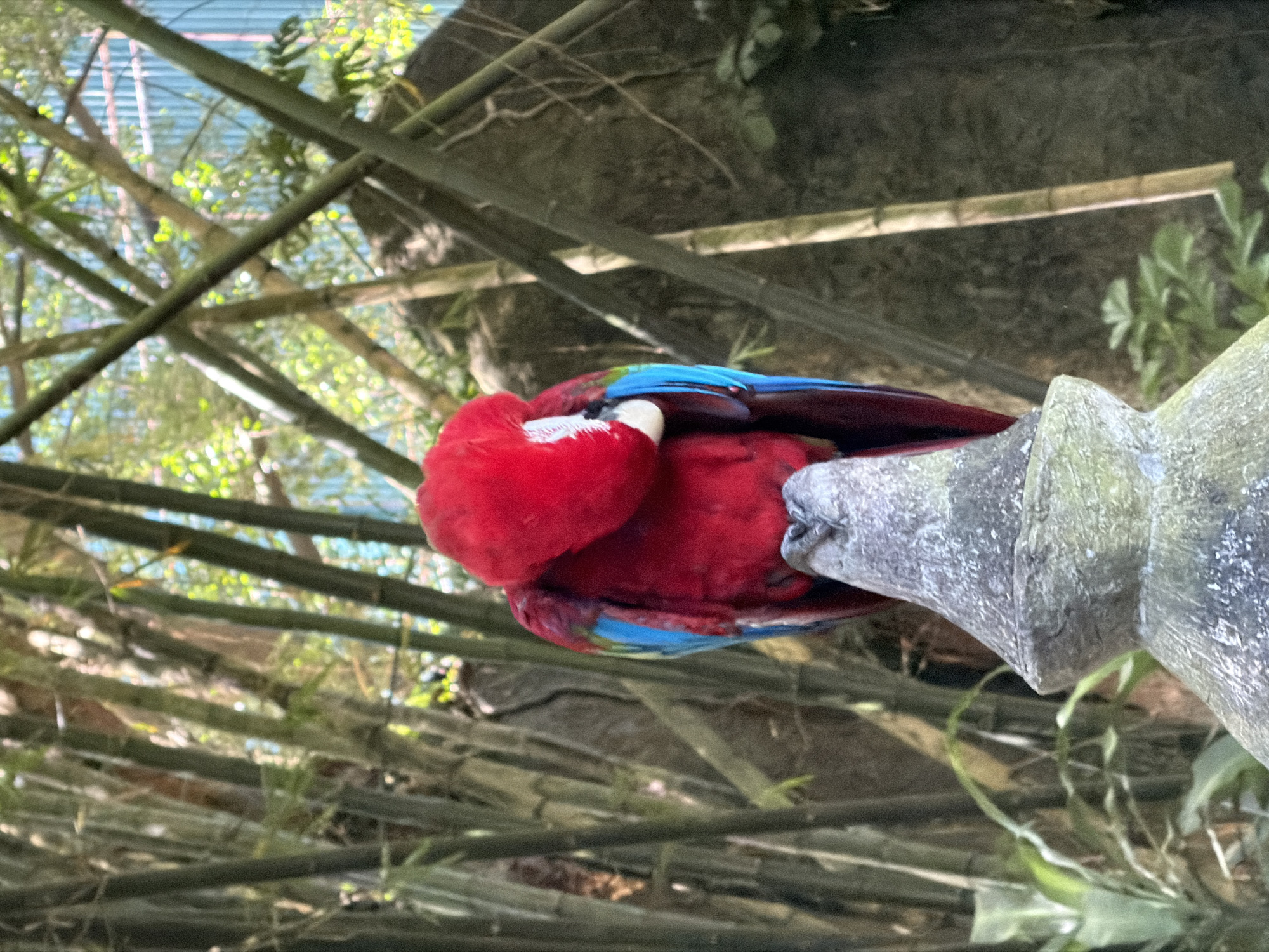 A vibrant red and blue macaw is perched on a stone pillar in an outdoor environment, possibly a zoo or aviary in Blahbatuh, Indonesia. The bird is facing away from the camera, with its head tucked down, resting on its back. Its bright red plumage is dominant, with striking blue feathers visible on its wings. The stone pillar has a tiered, decorative design. Behind the bird and pillar, a dense background of tall, thin bamboo stalks is visible, interspersed with dappled sunlight filtering through the foliage. The overall scene suggests a naturalistic enclosure designed to mimic the bird's native habitat.
