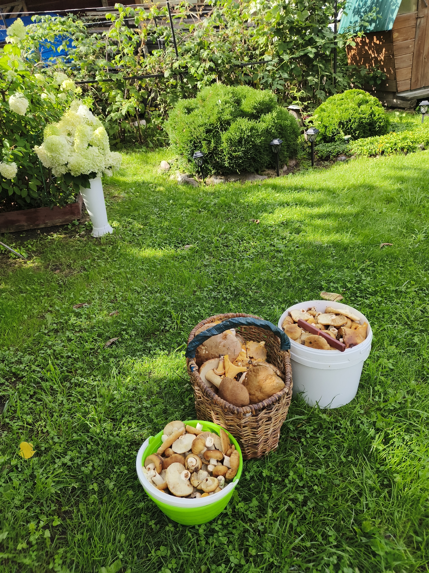 In a sunlit garden in Tomsk, Russia, a bountiful mushroom harvest is displayed on a lush green lawn. Three containers – a woven basket, a white bucket, and a bright green bowl – are filled with various types of mushrooms. The basket contains large, earthy mushrooms, while the white bucket is packed with smaller, lighter-colored fungi, and the green bowl overflows with a mix of both. In the background, a hydrangea bush with large white blooms adds a touch of natural beauty, and dense green shrubs and a wooden structure hint at the garden's landscape. The scene evokes the rich foraging opportunities found in the Tomsk region.