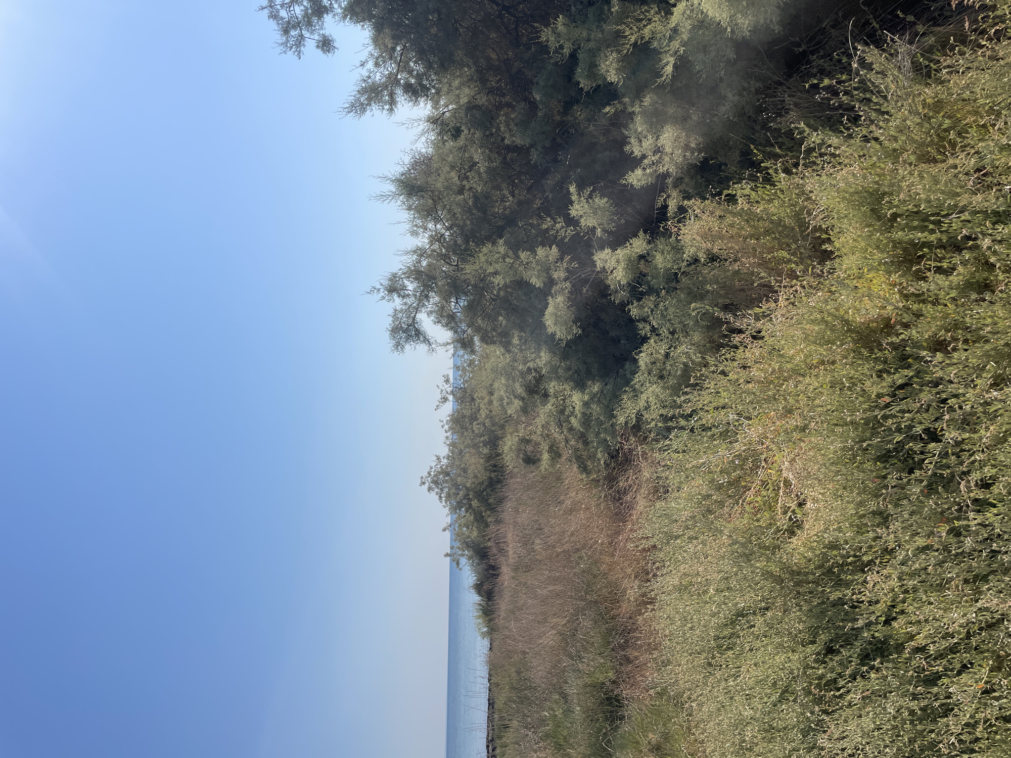 A sunlit, wide shot shows a tranquil coastal landscape in Agios Sergios, Northern Cyprus. The clear blue sky dominates the upper half of the image, meeting a calm, blue sea at the horizon. In the foreground, dense green and dry brown vegetation, characteristic of a Mediterranean climate, covers the land. The foliage appears dry and sparse in places, interspersed with thicker, leafy bushes and small trees. The scene suggests a natural, undeveloped coastal area, possibly a nature reserve or a less populated stretch of coastline. There are no people or man-made structures visible in the image.