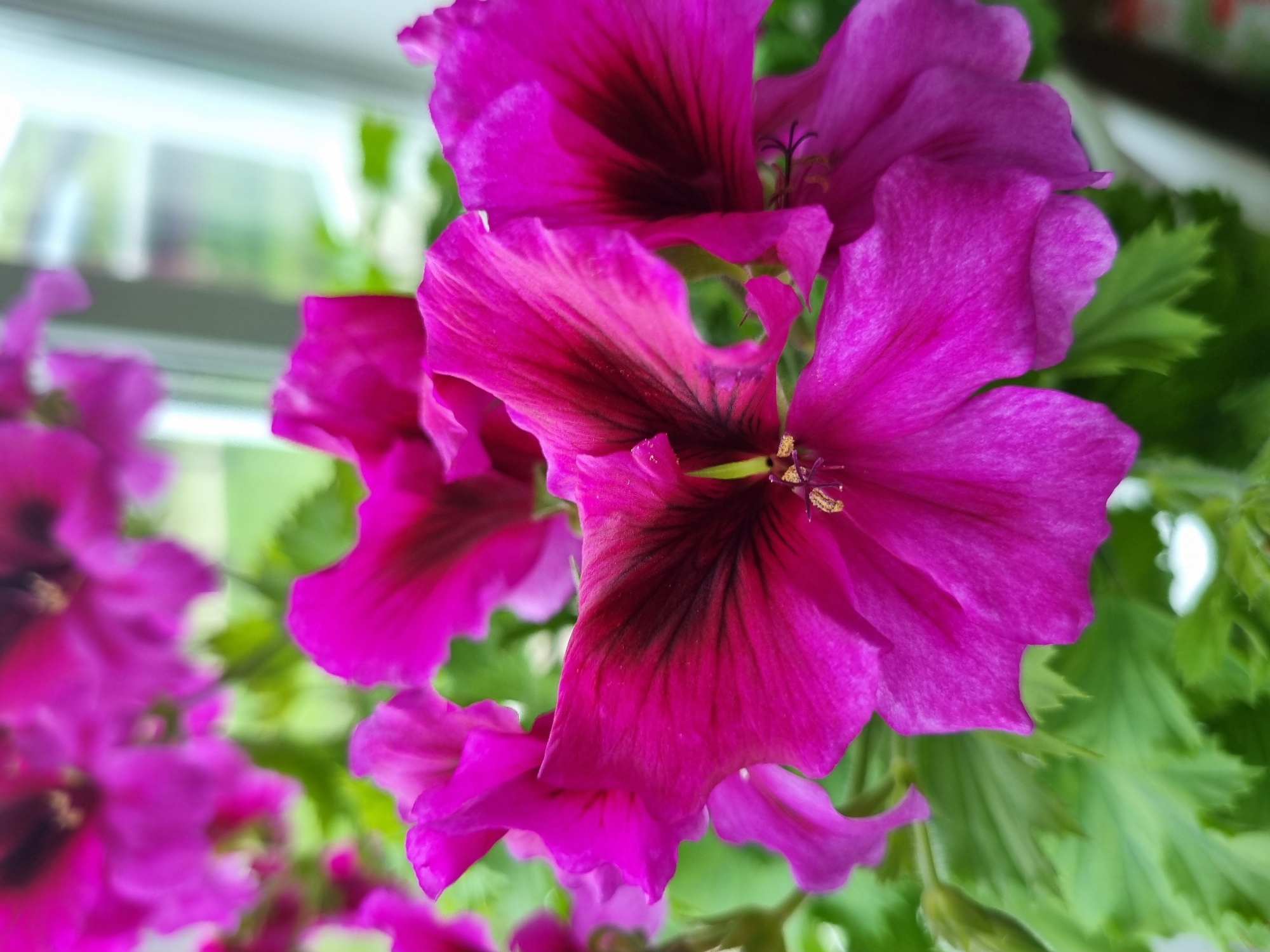 A close-up shot of vibrant magenta geranium flowers with dark purple centers and prominent green foliage. The background includes a blurred window frame with a glimpse of foliage or scenery outside. The photo appears to be taken indoors, focusing on the intricate details and colors of the geraniums. No people are visible in the image. There is no indication of the city of Kemul, Russia, in the provided image.