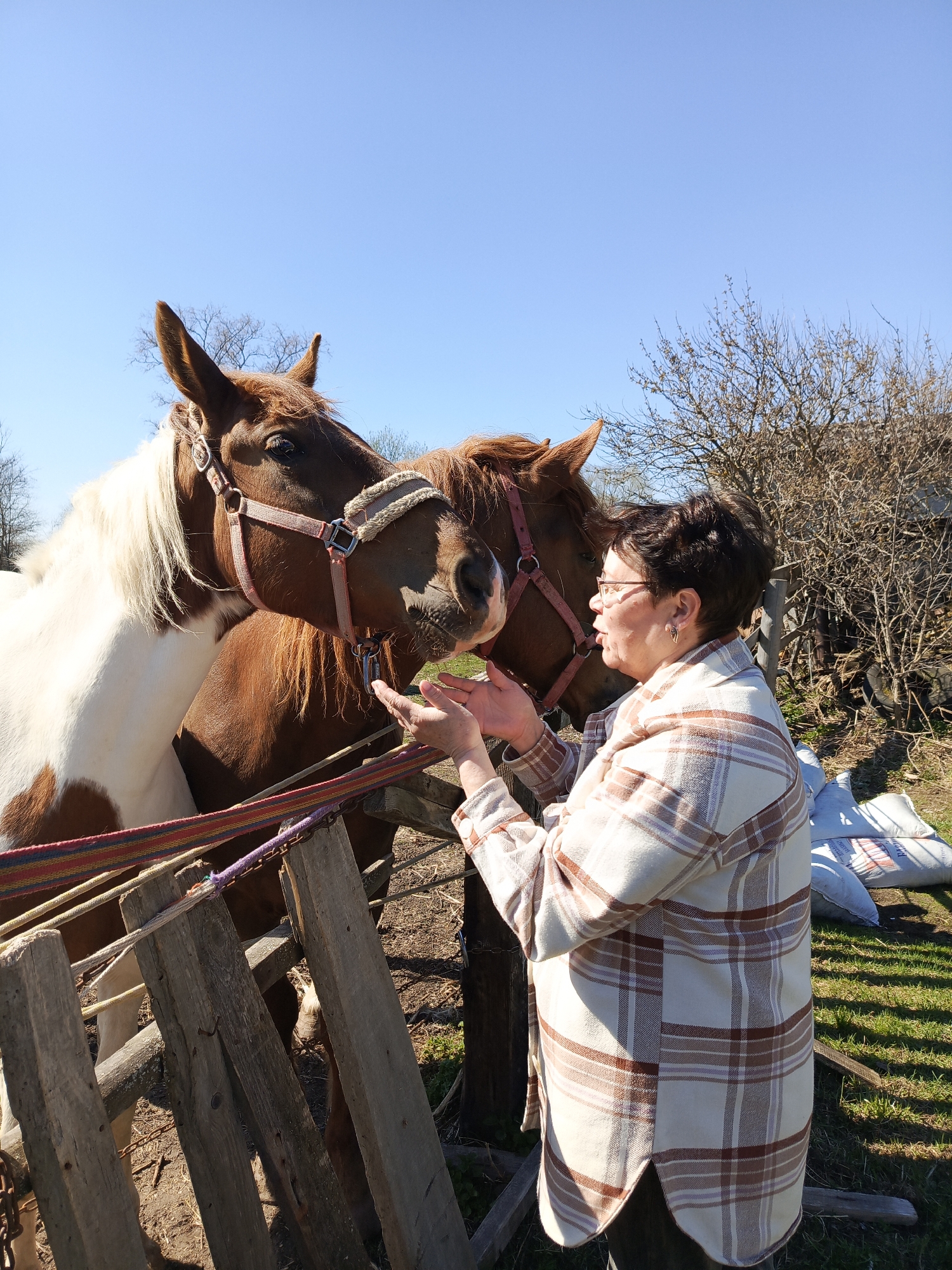 The photograph depicts a woman interacting with two horses in what appears to be a rural or semi-rural setting. The woman is standing near a wooden fence, her hands outstretched as if she is offering something to the horses. She is wearing glasses and a plaid shirt. The horses are wearing halters and appear to be curious about the woman. The background shows a clear blue sky, bare trees, some grassy areas, and some sacks or bags on the ground. The location is Кемуль, Russia.