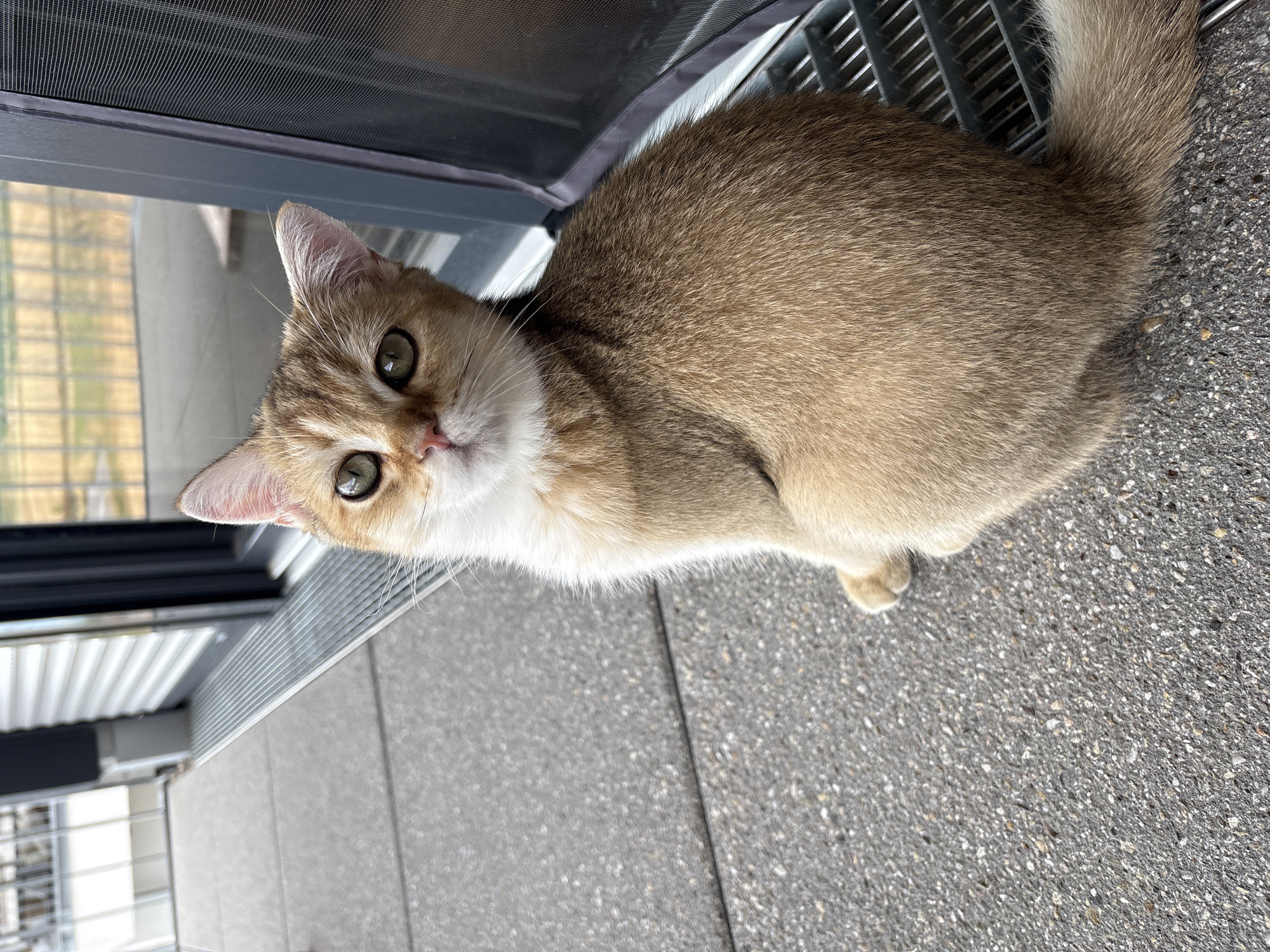 A golden-brown cat with green eyes and white chest fur sits on a grey, speckled concrete surface. The cat is facing the camera, with its head slightly tilted and its ears perked up. Behind the cat is a dark grey mesh grate, and further back, a glass door or window with a dark frame. The background shows a building with horizontal metallic siding and a blurry view of what appears to be a green field or vegetation. The overall scene suggests an outdoor location, possibly a balcony or patio, in the city of Bönnigheim, Germany.