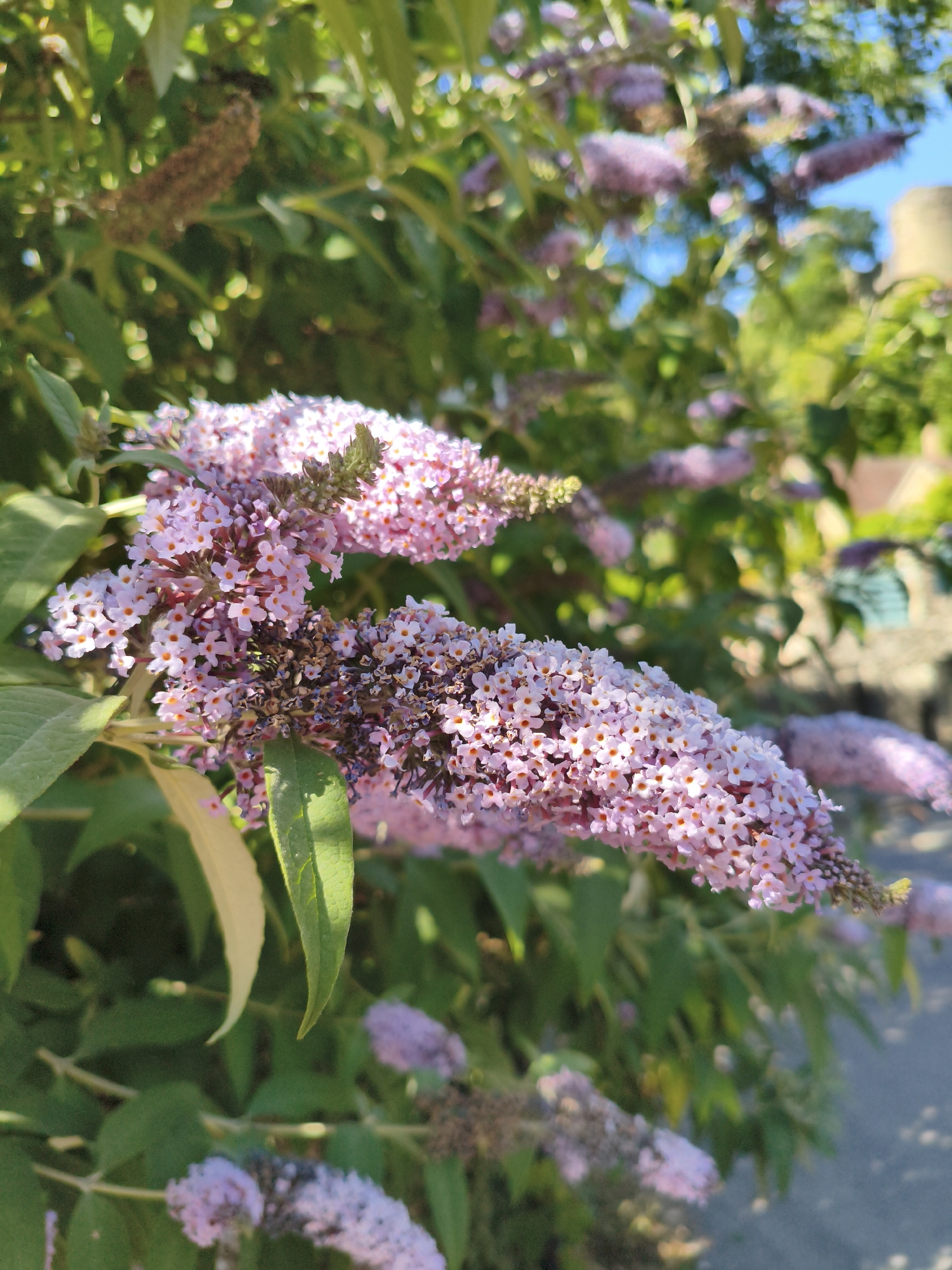 This is a close-up, eye-level, vertical photograph of a cluster of pale pink butterfly bush flowers in bloom. The flowers are small and numerous, forming elongated panicles. Some of the flowers have small orange centers. The foreground is dominated by these flowers and the green leaves of the bush. In the background, the foliage of the bush is visible, with some of the flowers out of focus. To the right, in the middle ground, a paved surface is visible, suggesting an outdoor setting like a garden path or sidewalk. Further in the background, a stone structure, possibly part of a building or wall, and a bright blue sky are discernible. The overall impression is one of a vibrant, sunlit garden. The location is stated as Ludlow, United Kingdom, suggesting this scene is within the city's environs. No people or actions are depicted.