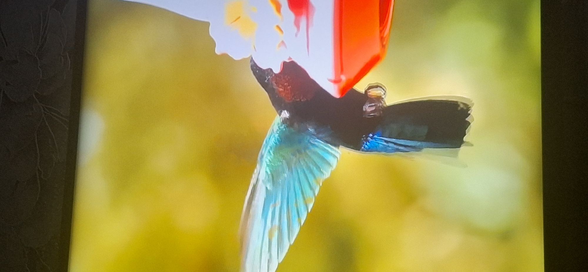 A hummingbird with iridescent blue and green wings hovers in front of a red hummingbird feeder. The bird's body is dark, with some blue iridescent feathers on its tail. The background is a soft, blurred yellow and green, suggesting foliage or flowers. The image appears to be a photograph or a digital rendering. There is no information about the city of Bila Tserkva, Ukraine, in this image.