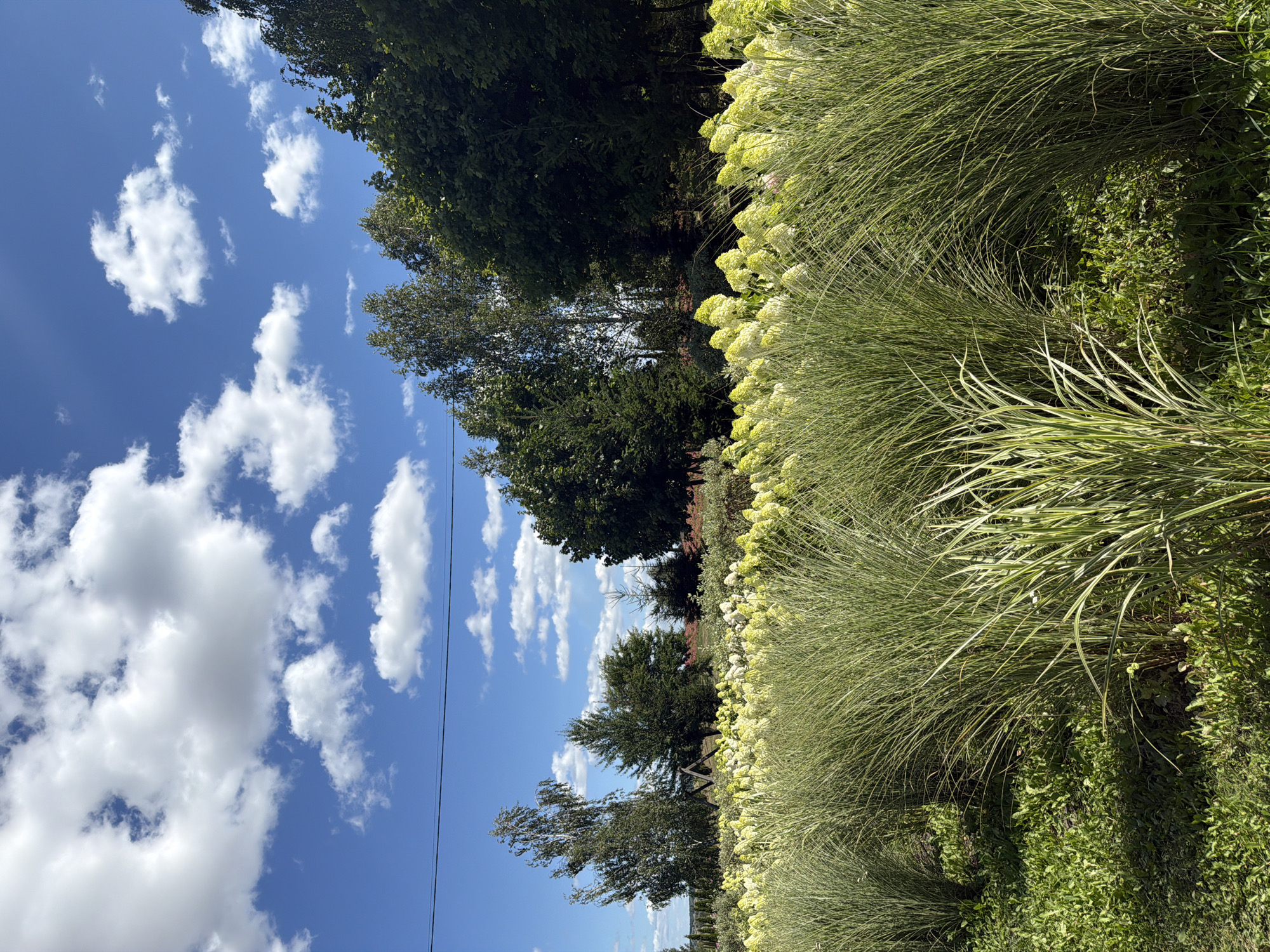 This is a landscape photograph taken on a sunny day in the city of Severynivka, Ukraine. The foreground is dominated by lush, tall green grass, with some patches of smaller green plants and weeds. In the mid-ground, a row of large, fluffy white and pale green flowers is visible, appearing to be hydrangeas. Behind the flowers, a variety of trees are present, including birch trees with white bark, dark green conifer trees, and other deciduous trees with dense foliage. The background consists of a bright blue sky with scattered white, fluffy cumulus clouds. A thin black wire, possibly a power line, stretches horizontally across the upper portion of the image. The overall scene depicts a well-maintained garden or park area.