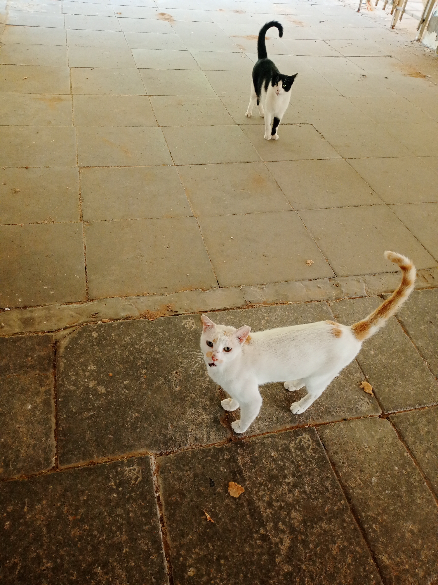 Two cats are standing on a tiled ground. In the foreground, a white cat with orange patches is looking towards the camera, with its tail curved upwards. In the background, a black and white cat is facing the camera, with its tail curled in a hook shape. The ground is made of large, square tiles, some of which are cracked. There are a few dry leaves scattered on the ground. The scene appears to be outdoors, possibly in an alley or walkway in the city of Lod, Israel.