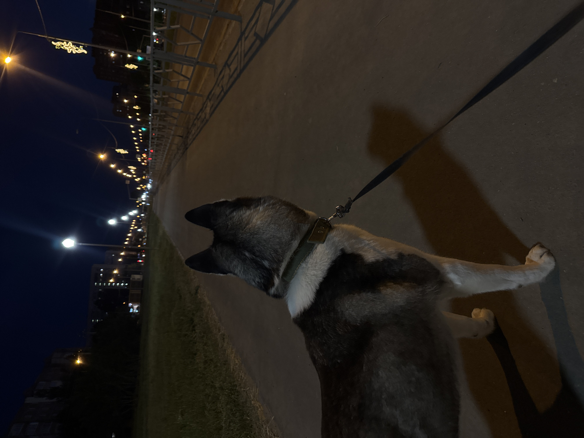 The image shows a dog on a leash walking along a path at night in an urban environment. The dog is medium to large size, with a dark grey and white coat and a collar. The leash is black and attached to the dog's collar. The path is paved and lined with a metal fence. In the background, there are street lights and buildings. The sky is dark blue. The location is an unknown city, with no specific details to identify it.