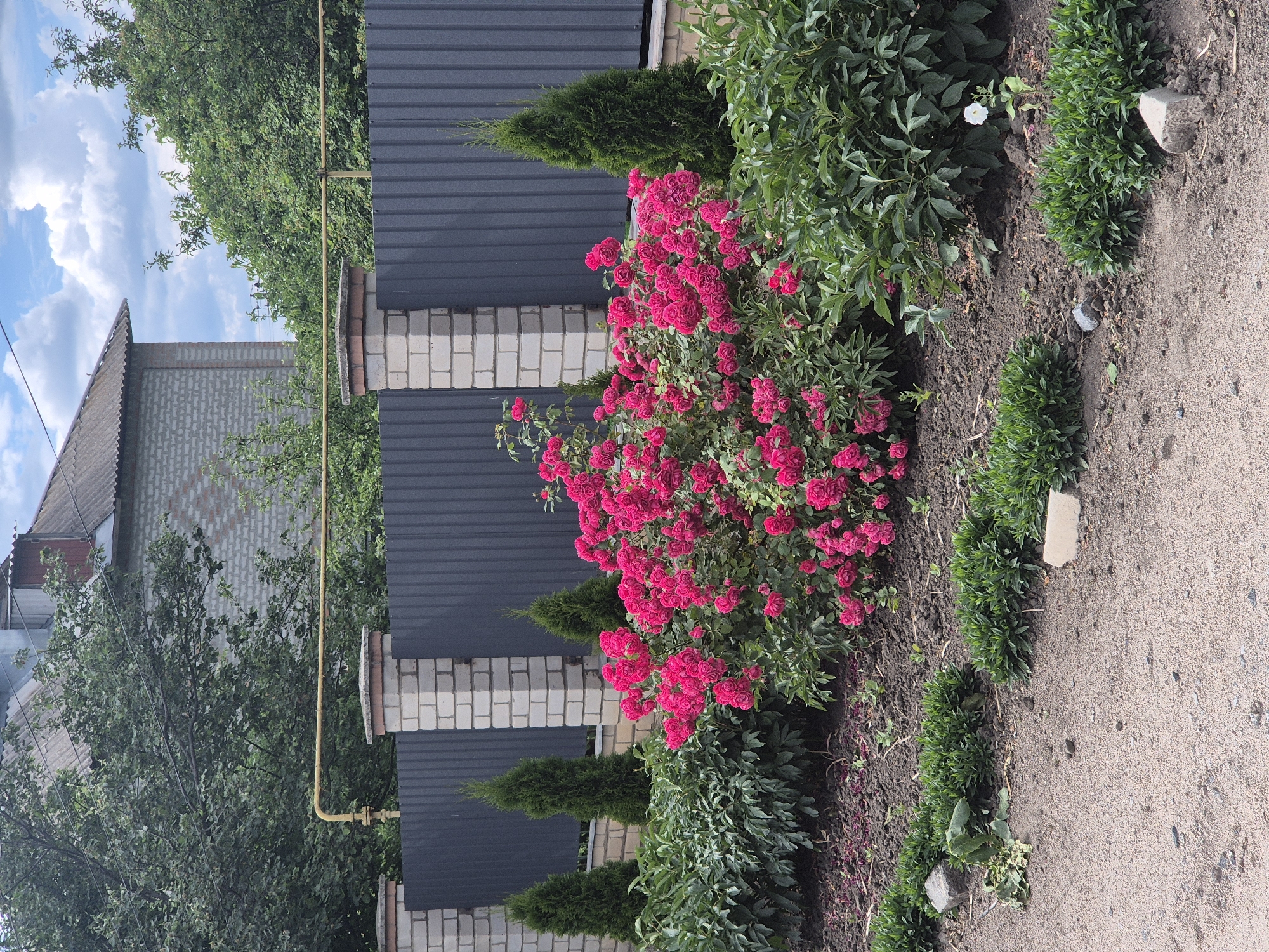 The image captures a close-up view of a lush garden bed next to a sandy path. The primary subject is a vibrant bush of pink roses, overflowing with blooms. Interspersed among the roses are dark green, leafy plants and several small, conical evergreen trees. The garden bed itself is a rich, dark soil, with a few small rocks and a single white flower visible. To the left of the garden, a dark gray corrugated metal fence stands behind a low brick wall. Beyond the fence, a building with a grey roof and brick facade is partially visible, along with dense green trees and a clear blue sky with white clouds. A yellow gas pipe runs horizontally across the scene, attached to the fence. The lighting suggests it is daytime, with bright sunlight illuminating the scene. The overall impression is one of a well-maintained, picturesque garden in a rural or suburban setting, likely in Ukraine given the location context. There is no visible text in the image.