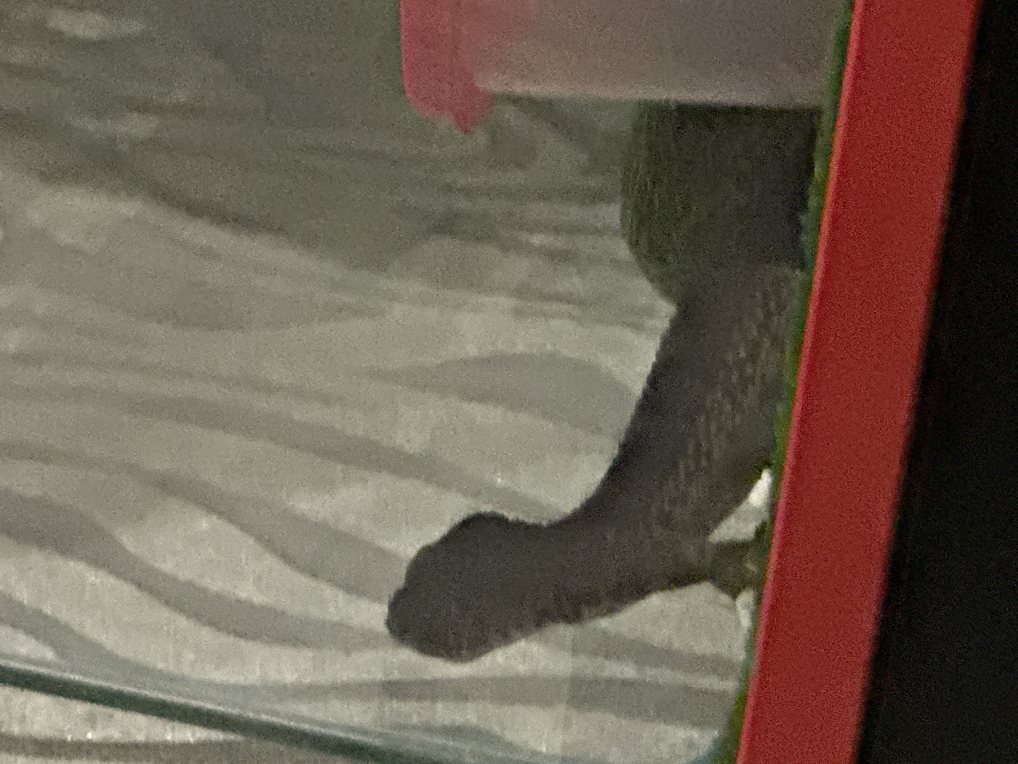 A close-up image shows the leg and paw of a domestic animal, possibly a dog, resting on a patterned surface. The animal is positioned near a vertical, red-colored frame. The setting is indoors, with the patterned surface suggesting a textured floor or covering. The colors are muted, with grays, greens, and the red frame dominating. No other information is evident to suggest a location in Moscow, Russia.