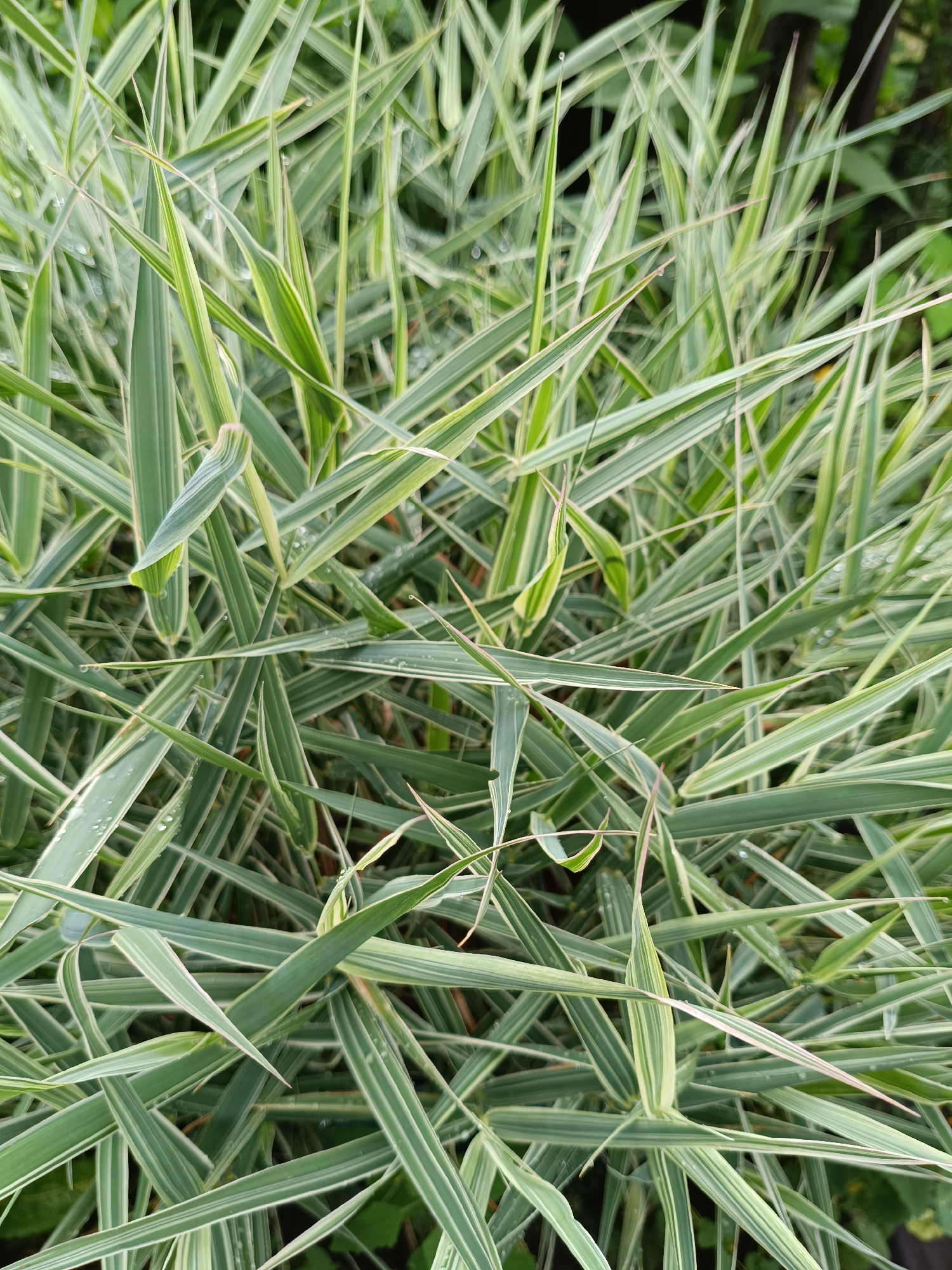 The image shows a close-up, overhead view of a dense patch of ornamental grass with variegated leaves, featuring a mix of green and white stripes. The grass blades are long, thin, and pointed, with some blades appearing slightly wilted or bent. Small water droplets are visible on some of the leaves, suggesting recent rain or dew. The background is a blur of darker green foliage and hints of brown, indicating a natural outdoor setting. The location is specified as Nizhnekamenka, Russia, though the image itself does not contain any specific visual cues to confirm this location. There are no people or animals present in the frame. The overall impression is one of lush, natural growth.