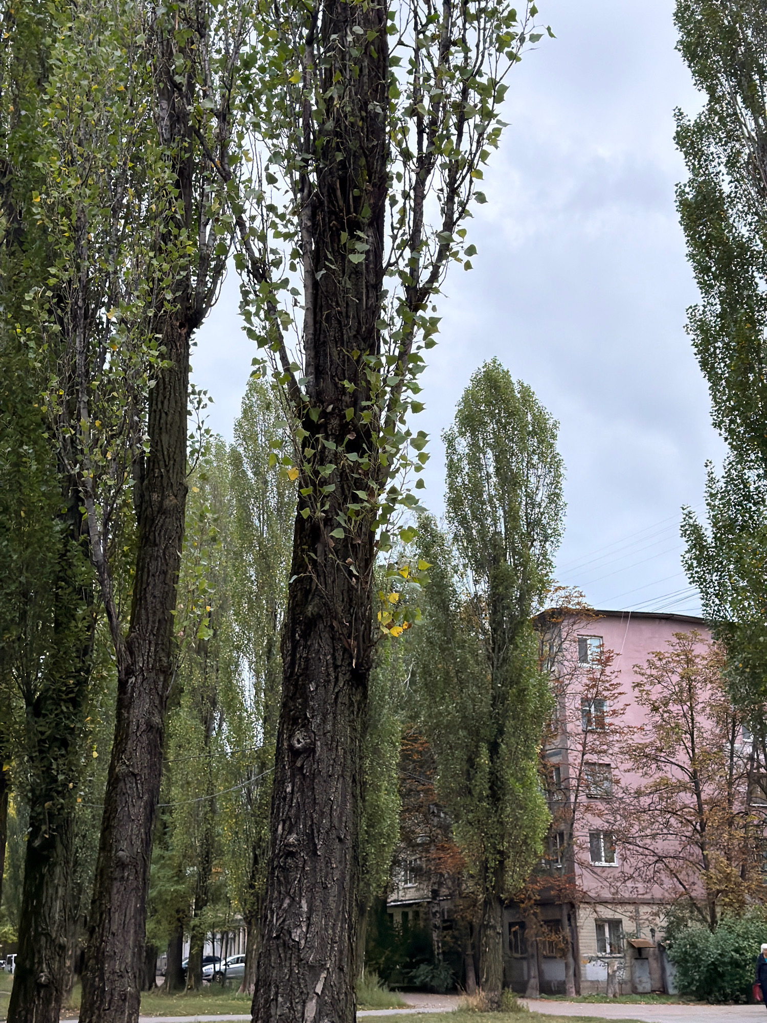 The image depicts an overcast day with tall trees dominating the foreground. The trees, with their dark, textured bark and green leaves, line a pathway. Behind the trees, a light pink building with multiple windows is visible, suggesting an urban residential area. The architecture and the presence of overhead power lines are consistent with a city environment. The scene appears to be a street or a park within a city, potentially in Kyiv, Ukraine, given the context provided. The leaves on the trees show some signs of autumnal change, with a few yellowing leaves scattered among the green. The sky is a uniform gray, indicating a cloudy day. No people are prominently featured in the scene.