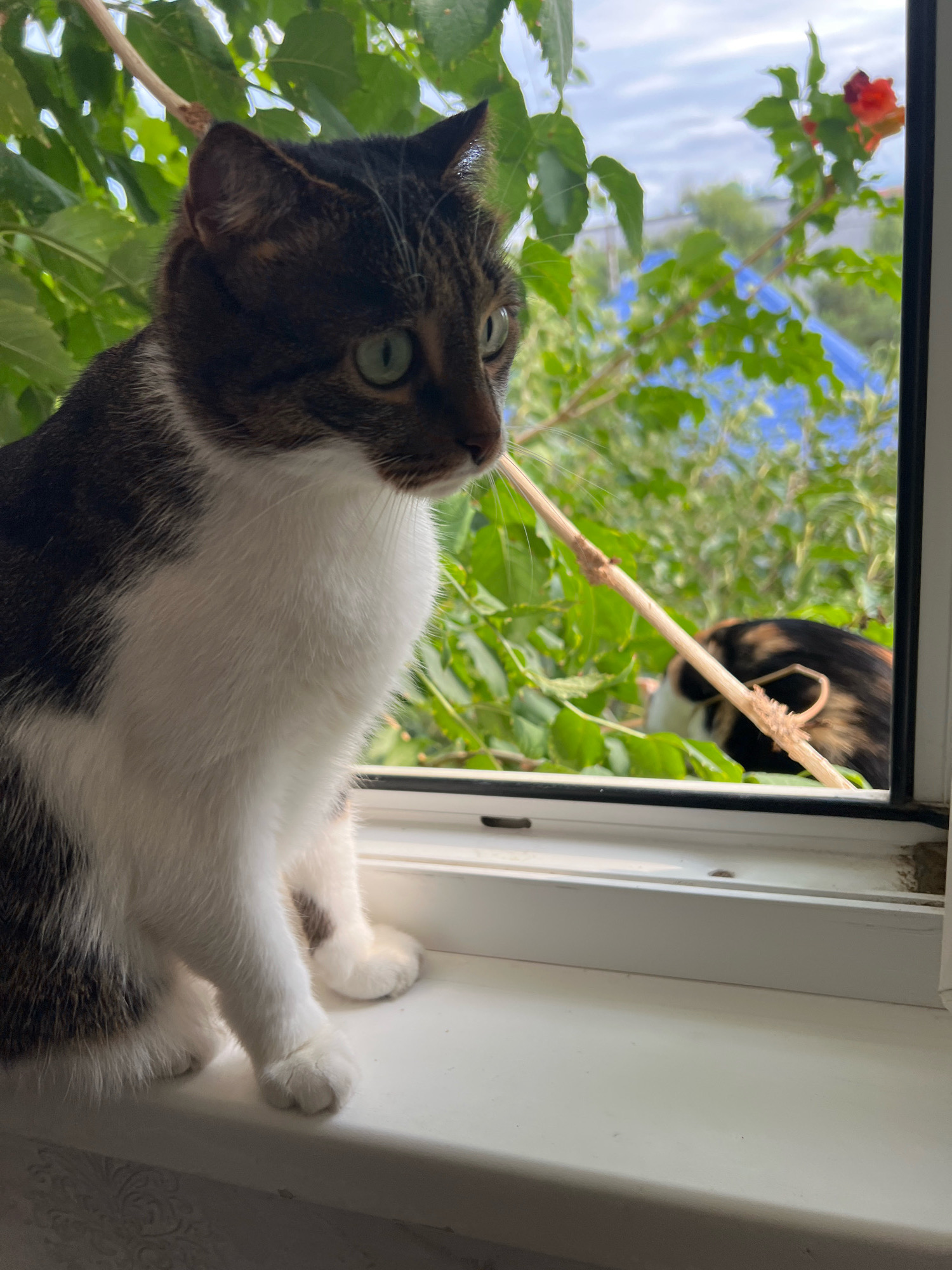 A tabby and white cat with green eyes sits on a white windowsill, looking out at a blurred outdoor scene. In the background, through lush green foliage and a window, another cat with patches of black, brown, and white can be seen partially obscured. The outdoor environment appears to be a residential area with visible blue tarpaulin and some buildings. The sky is cloudy. A thin, dry twig rests diagonally across the window in front of the cats. The image is taken from a close-up perspective focusing on the foreground cat.