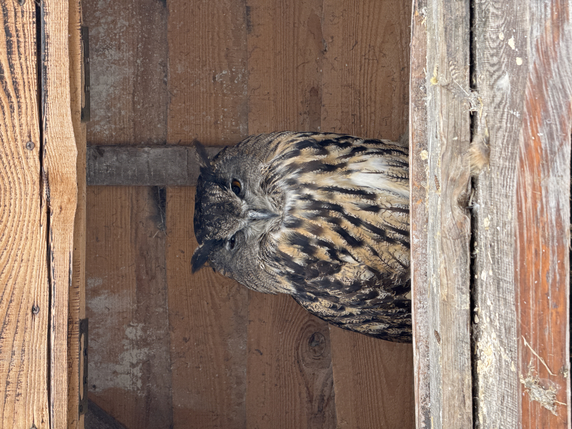A large Eurasian eagle-owl with brown and black plumage sits within a wooden structure. The owl is facing the camera, with one eye partially closed. Its feathers are detailed and intricate. The interior of the structure is made of rough-hewn wooden planks, with some visible nails and metal brackets. The floor of the structure appears to be made of rough wood, with scattered debris. The background is also wooden planks. The image is taken from a slightly low angle, looking up at the owl. The overall environment appears to be an enclosure or aviary. There are no people visible in the image. The location is Yelyzavetivka, Ukraine.