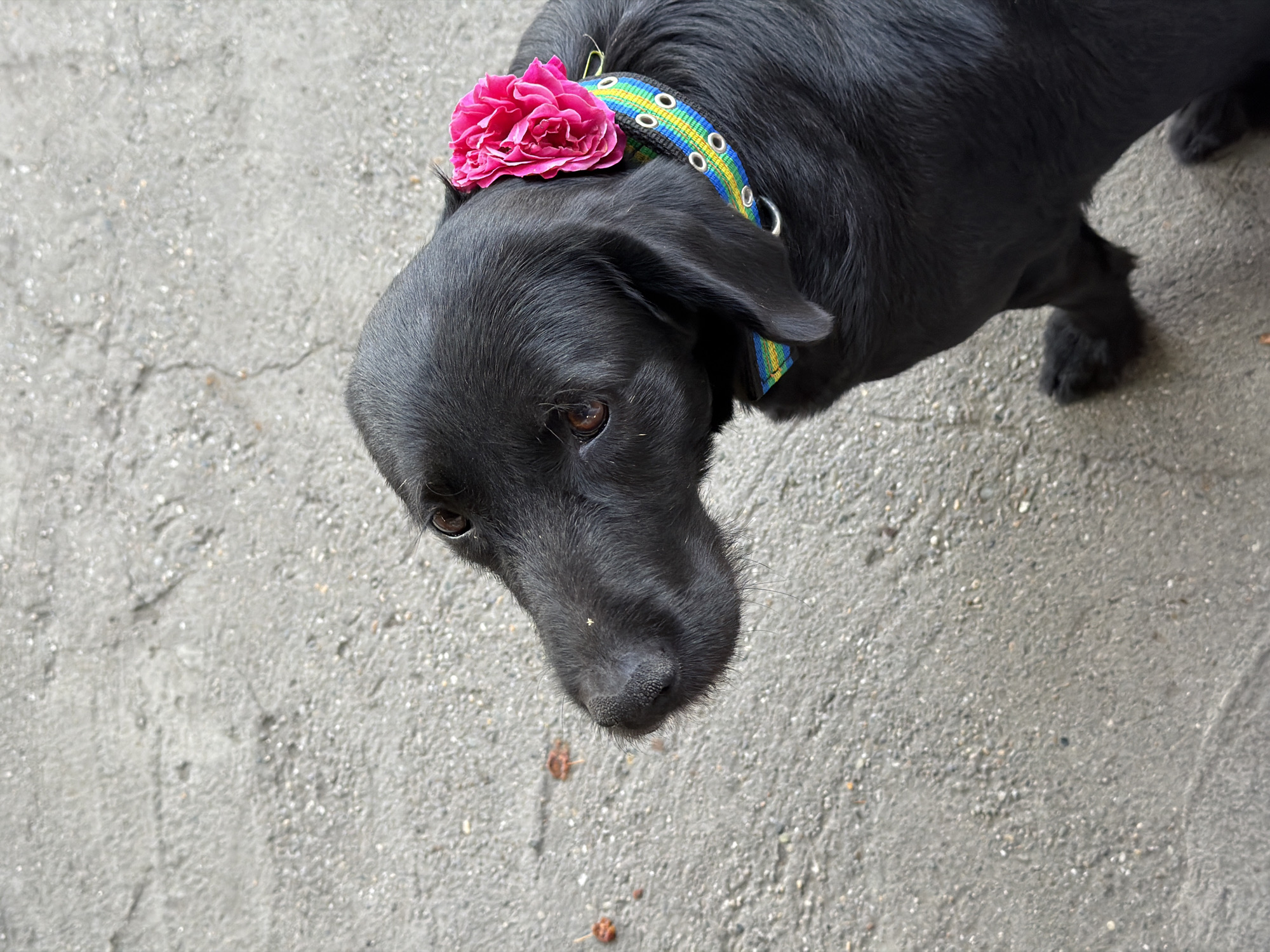 A black dog with a pink flower on its collar sits on a concrete surface. The collar is colorful, with bands of blue, yellow, and green. The dog is looking to the left of the frame. The concrete surface is textured and appears to be outdoors, possibly in an urban environment. There are a few small, reddish-brown specks on the concrete in the background. The lighting suggests it is daytime. There are no people visible in the image. The location is not specified.