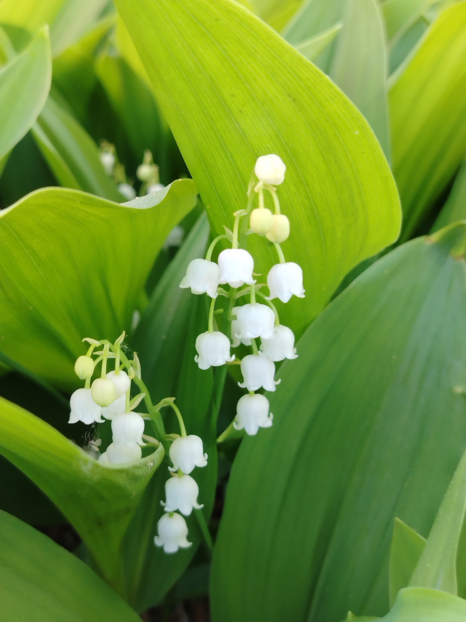 The image features a close-up view of Lily of the Valley plants. Two clusters of the delicate, white, bell-shaped flowers hang amidst broad, green leaves with pronounced veins. Some flower buds are still green, indicating various stages of bloom. A faint spiderweb is visible on one of the flower stalks. The location and specific details connecting the image to the city of Noviy, Russia are not discernible from the visual information provided.