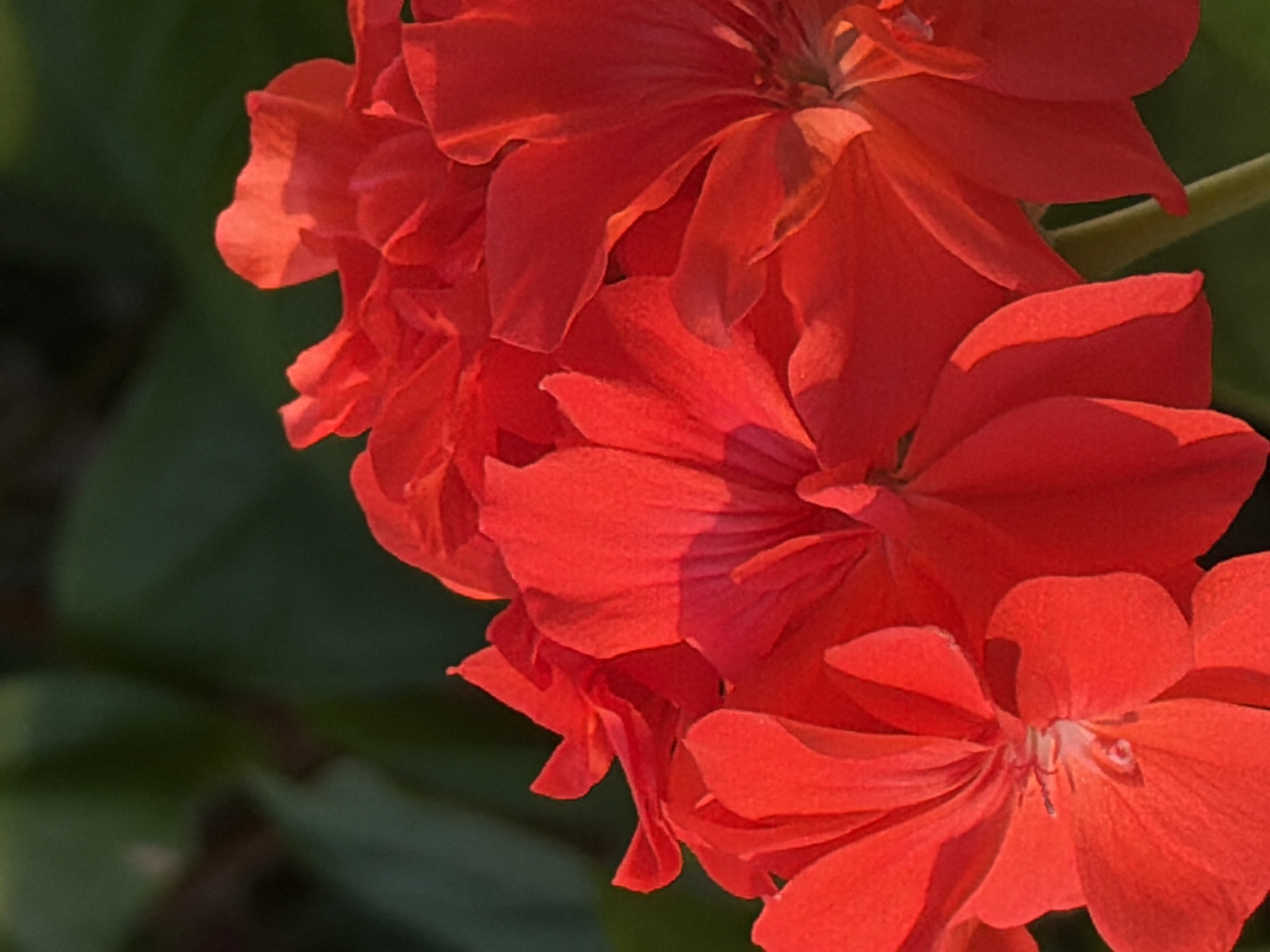This is a close-up, vertically oriented photograph of several bright red geranium flowers against a dark green, out-of-focus background. The lighting suggests it is either early morning or late afternoon, with sunlight casting shadows and highlighting the delicate texture of the petals. The flowers appear to be in full bloom, with some petals overlapping and others slightly unfurled. The depth of field is shallow, drawing the viewer's attention to the vibrant color and intricate details of the blossoms. There is no indication of the city of Chaikovsky, Russia, or any specific location within it.