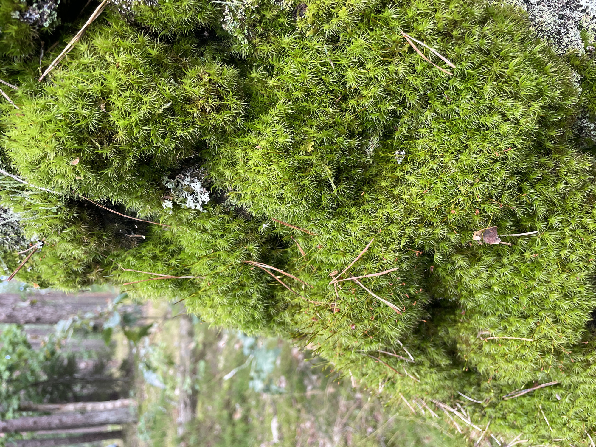 This is a close-up, outdoor photograph of vibrant green moss growing on the side of a tree trunk. The moss is dense and appears feathery, with individual strands clearly visible. Interspersed within the moss are a few dry pine needles. In the background, out of focus, is a forest scene with several tree trunks and dappled sunlight filtering through the leaves, suggesting a natural environment. The image is taken from a slightly upward angle.