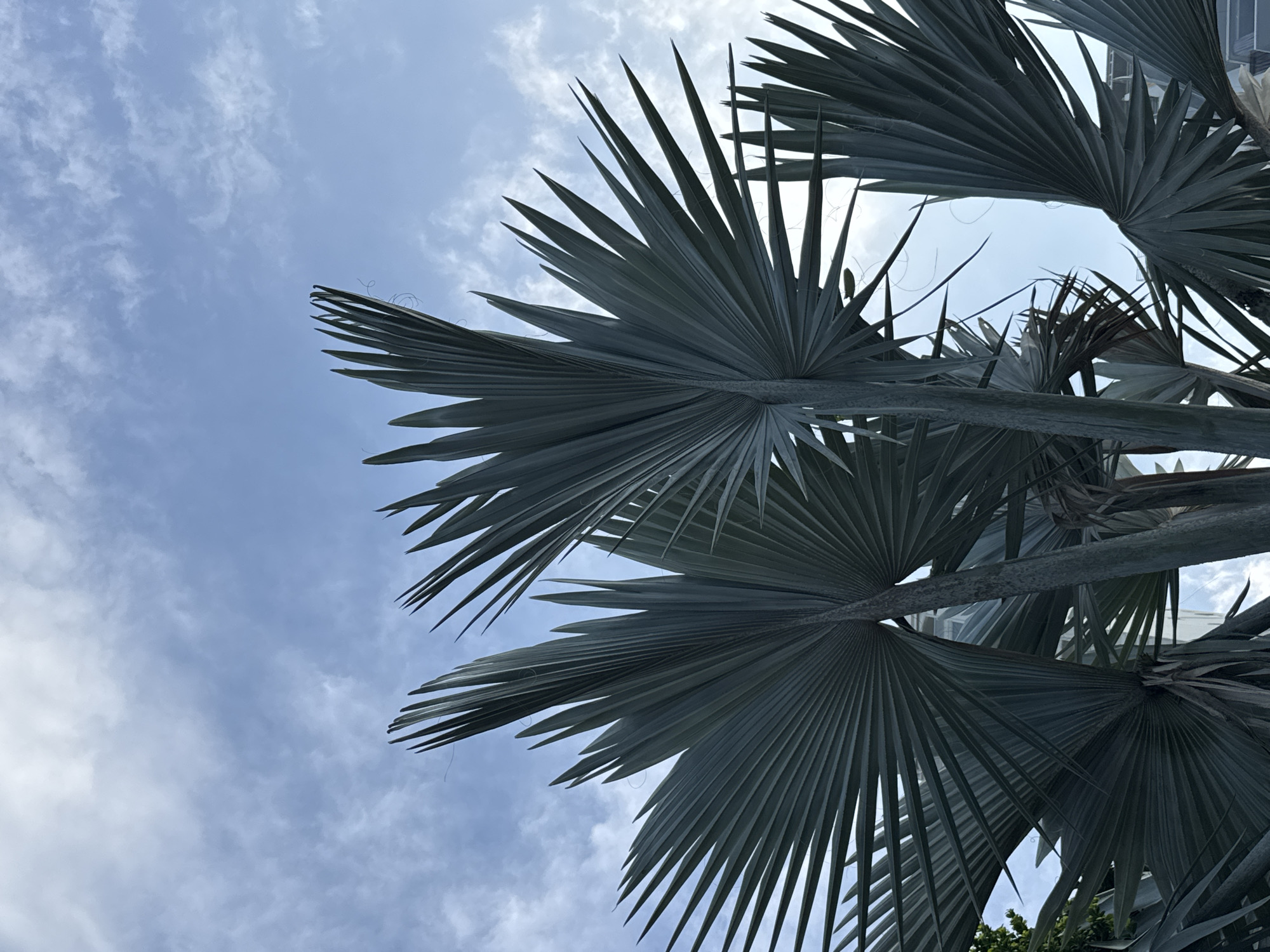 The image shows a close-up view of several large, fan-shaped palm fronds against a bright blue sky with scattered white clouds. The fronds are a deep blue-green color, and their stiff, pointed segments create a striking visual pattern. The lighting suggests it is daytime, likely mid-morning or late afternoon, given the soft quality of the light. The fronds are oriented in different directions, giving a sense of movement and fullness to the composition. In the background, partially obscured by the fronds, are glimpses of a building or structure that appears modern, with straight lines and a pale color. There are no people or animals visible in the image. The context of Nha Trang Ward, Vietnam, implies a tropical or subtropical environment, which is consistent with the presence of palm trees. The overall scene is one of natural beauty set against an urban backdrop.