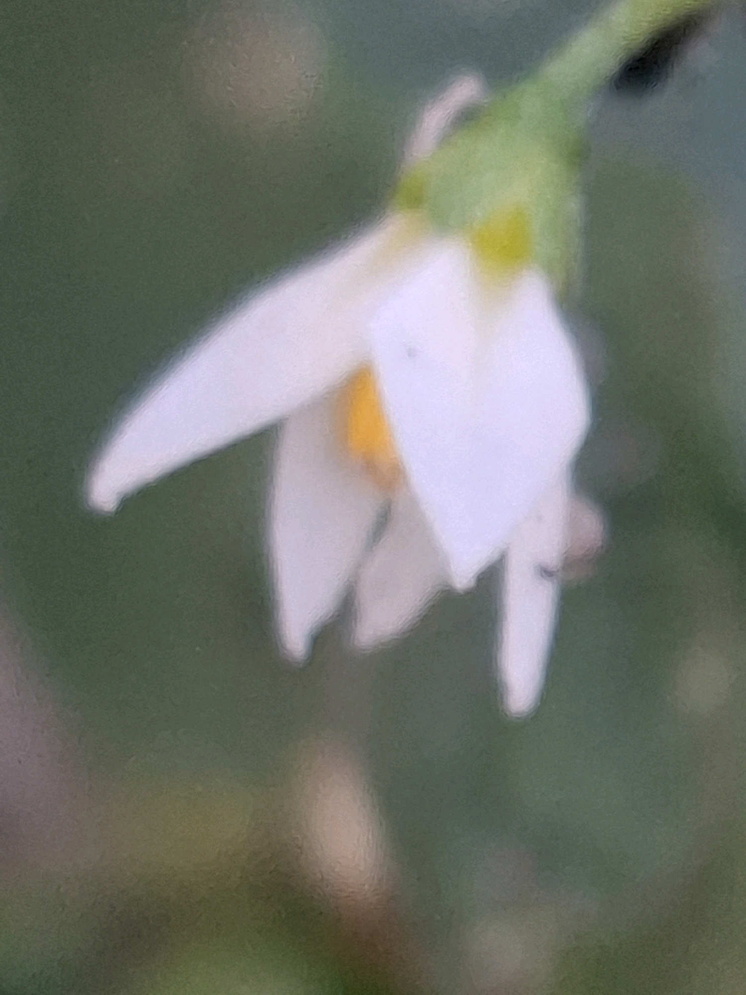A soft-focus image shows a white flower with a yellow center on a green stem. The background is a blurred expanse of green, suggesting a natural outdoor setting, possibly a garden or park. The image is too indistinct to determine a specific location within Almaty, Kazakhstan.