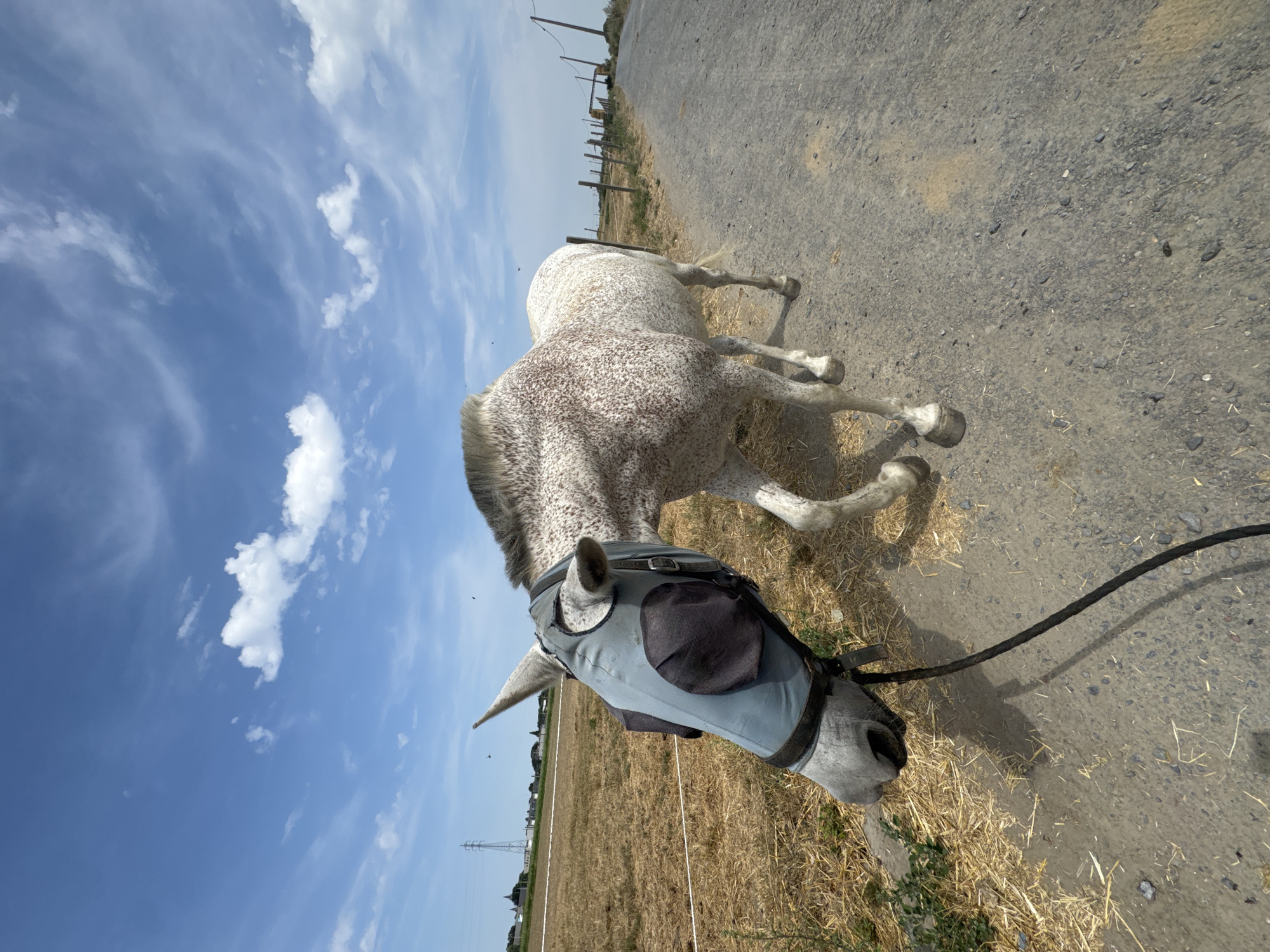 A dappled grey horse wearing a light blue fly mask with black mesh eye coverings stands on a gravel path. The horse is facing left and downwards, with its head lowered. The path extends to the right and into the distance, where it meets a wooden fence. To the left of the path is a field of dry, yellow grass with some scattered straw. In the background, there are power lines, some buildings, and a clear blue sky with scattered white clouds. The scene appears to be a rural area, likely in Estaimpuis, Belgium, given the context of the location. The lighting suggests it is daytime, likely sunny. The horse is tethered by a dark lead rope.