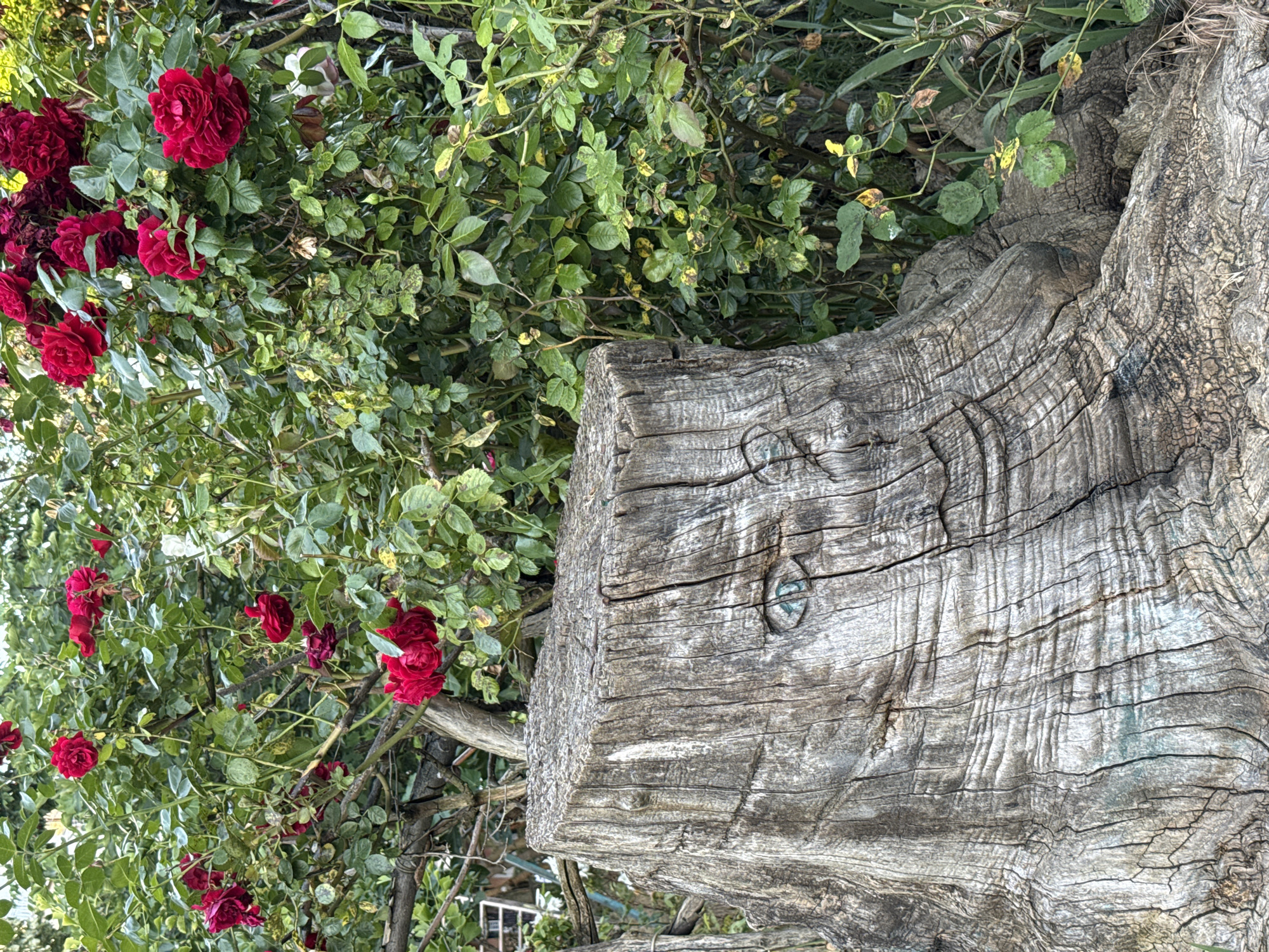 The image depicts a close-up of a weathered, textured tree stump carved with a face. The face features two prominent, blueish eyes, a curved line for a nose, and a smiling mouth formed by a crack in the wood. The stump is situated in front of a dense green bush adorned with numerous vibrant red roses. The background is filled with foliage and hints of other garden elements. The scene appears to be an outdoor setting, likely a garden in Burgas, Bulgaria, given the context. There are no people or animals visible in the image.