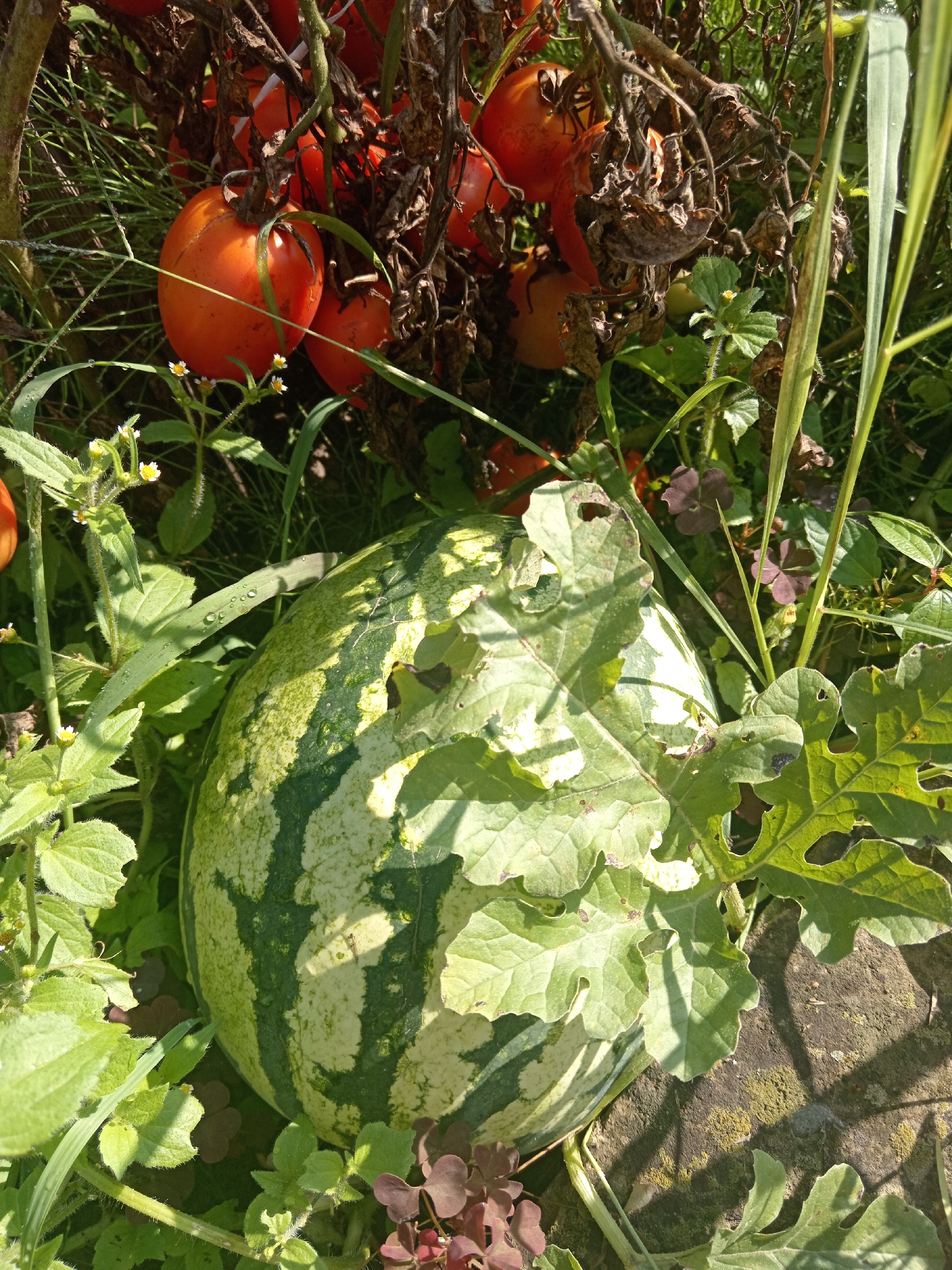 A partially shaded, low-angle outdoor shot shows a ripe watermelon and a cluster of tomatoes growing on the vine. The watermelon, with its characteristic green stripes and a pale green rind, rests partially on a textured surface that appears to be a stone. The tomatoes, a vibrant orange-red, are clustered above and behind the watermelon, some still on the vine and others partially obscured by dried leaves and stems. The surrounding environment is lush with green foliage, including broad leaves of the watermelon plant and smaller, delicate plants with tiny white flowers and some with dark purple, clover-like leaves. The scene is lit by sunlight, casting shadows and highlighting water droplets on some of the leaves. The overall impression is one of a garden in Novopokrovka, Russia, capturing a moment of ripeness in nature.