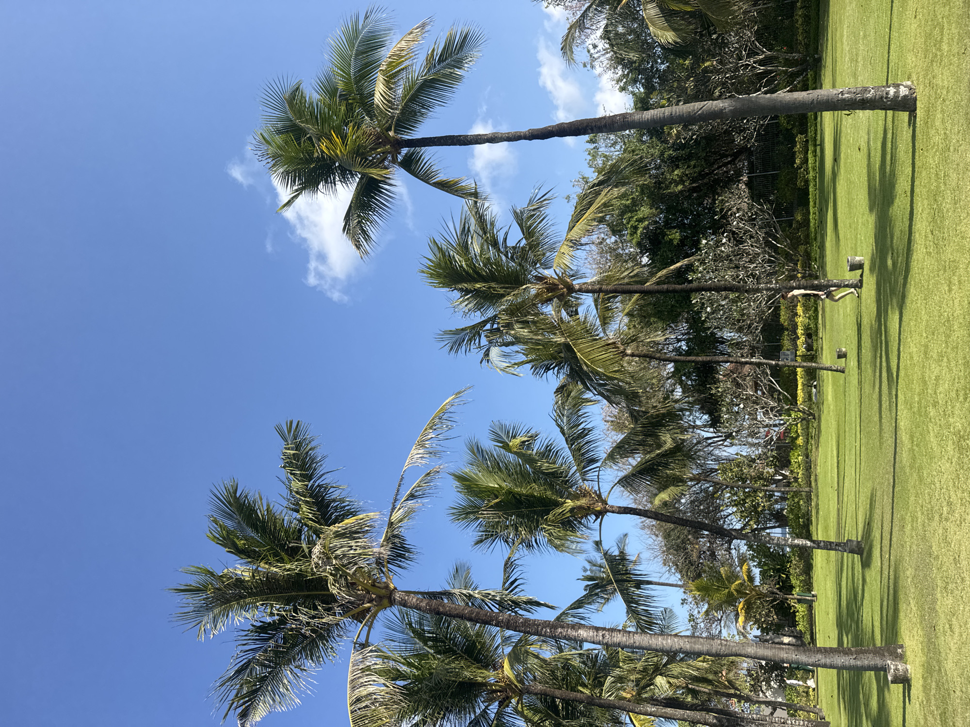 A low-angle shot captures a vibrant green lawn under a clear blue sky dotted with a few wispy clouds. Several tall palm trees with lush green fronds dominate the frame, their trunks varying in thickness and texture. The sun casts long shadows across the well-maintained grass. In the middle ground, a person is walking from left to right across the lawn, wearing dark shorts and a light-colored top. Scattered across the lawn are a few small, cylindrical objects, possibly trash cans or planters. The background features a dense line of trees and shrubs, with hints of buildings and possibly a glimpse of the ocean beyond. This scene is characteristic of the tropical resort areas found in Kuta Selatan, Indonesia, known for its beautiful beaches and abundant palm trees.