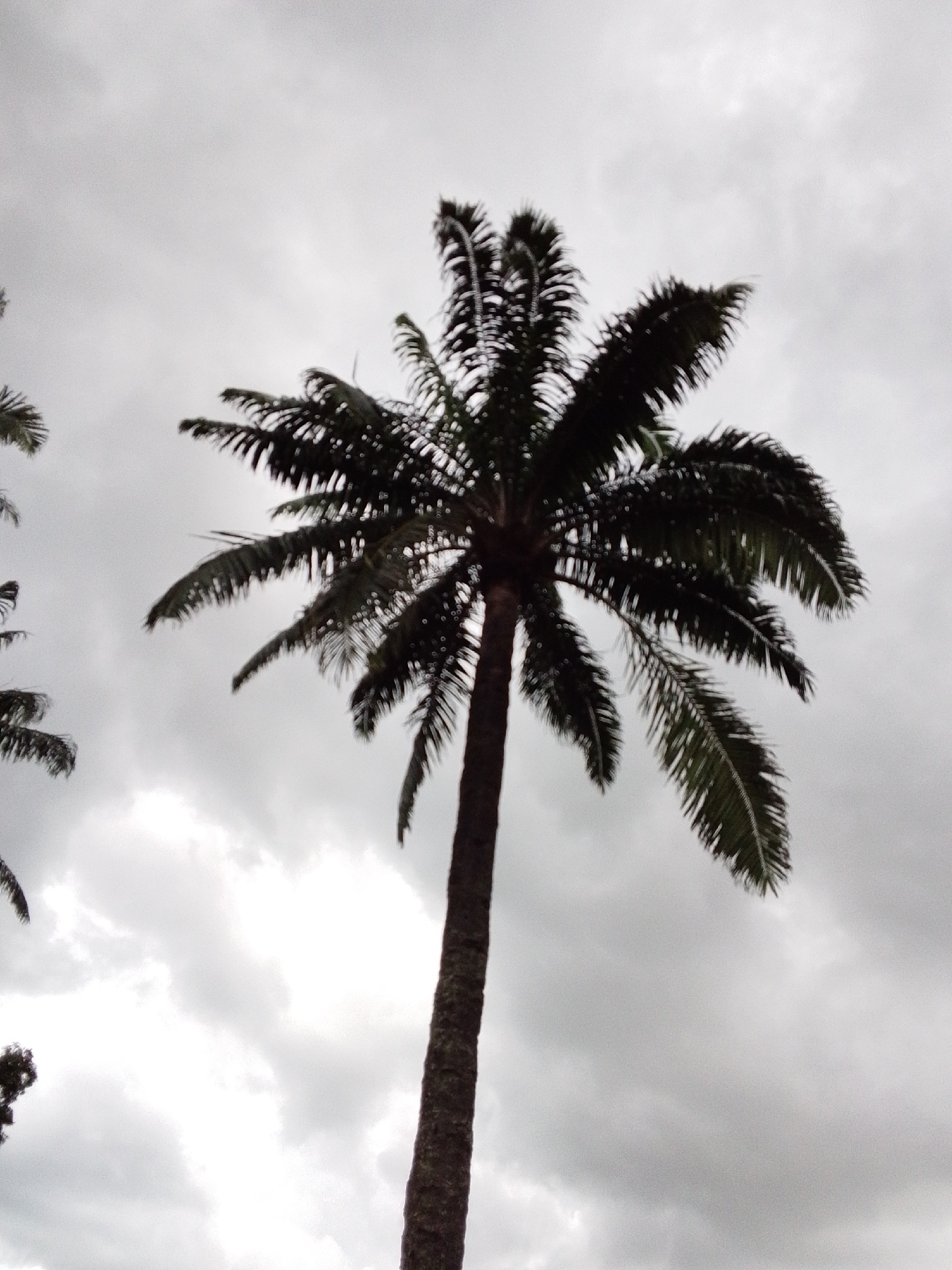 A lone palm tree stands tall against a cloudy sky in Serti, Nigeria. The tree's dark green fronds are silhouetted against the bright, overcast atmosphere, with the trunk a deep brown. The sky is filled with a mix of grey and white clouds, obscuring any direct sunlight. The image is taken from a low angle, looking up at the tree.