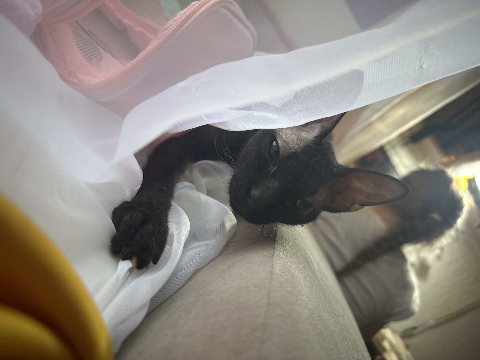 A black cat is partially hidden under a white, translucent fabric. A paw with visible claws is extended over the fabric's edge. A pink zippered bag is visible above the fabric. The scene appears to be indoors, possibly on a couch or bed. A person in a white shirt is visible in the background. There are no other elements that indicate the image was taken in Chaikovsky, Russia.
