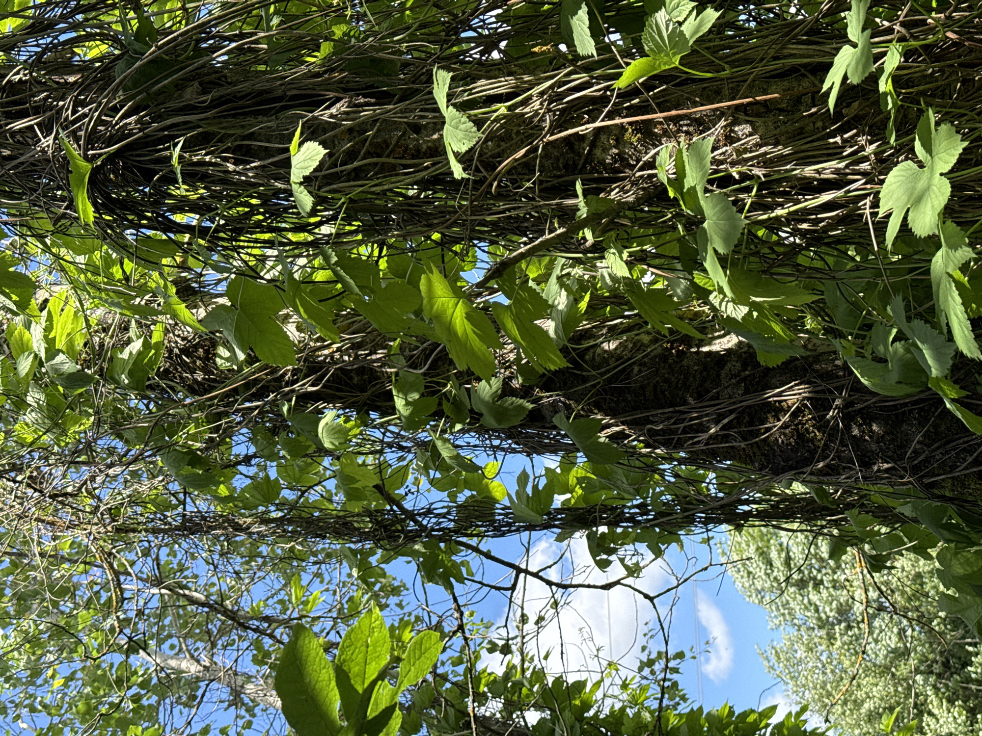 This is a vertical, close-up, outdoor shot of tangled vines and branches interwoven with green leaves against a bright blue sky with scattered white clouds. The perspective is looking upwards through the foliage, with the vines dominating the foreground and midground. The leaves are vibrantly green and appear healthy, catching the sunlight. The vines are thin and numerous, creating a dense network around what appears to be a tree trunk, which is dark and textured.
The scene suggests a natural, overgrown environment, possibly a garden, forest edge, or a park. The bright, clear sky indicates daytime, likely sunny with pleasant weather. The light filtering through the leaves creates dappled patterns and highlights. There are no people or distinct objects visible, only the natural elements of plant life and the sky. The overall impression is one of lush greenery and natural growth. There is no visible text in the image. The location context provided is Tatishchevo, Russia.