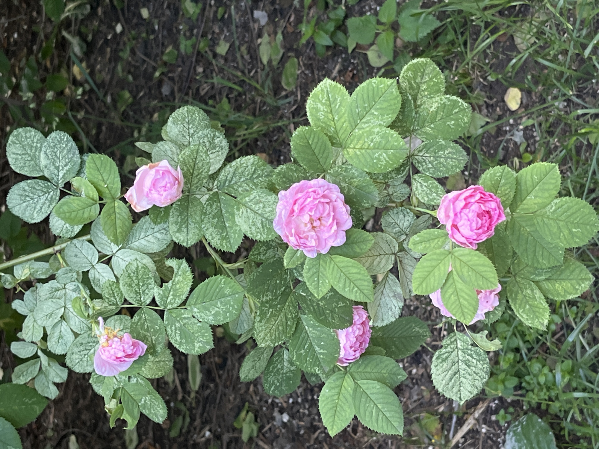The image shows a close-up view of a rose bush with several pink roses and green leaves. The leaves have a variegated pattern of green and white. The bush is growing in an outdoor setting, with dark soil and some grass visible in the background. The lighting suggests it is daytime, and the overall scene is natural and organic. This scene could be found in a garden or park within the city of Moscow, Russia, or any other city with similar vegetation.