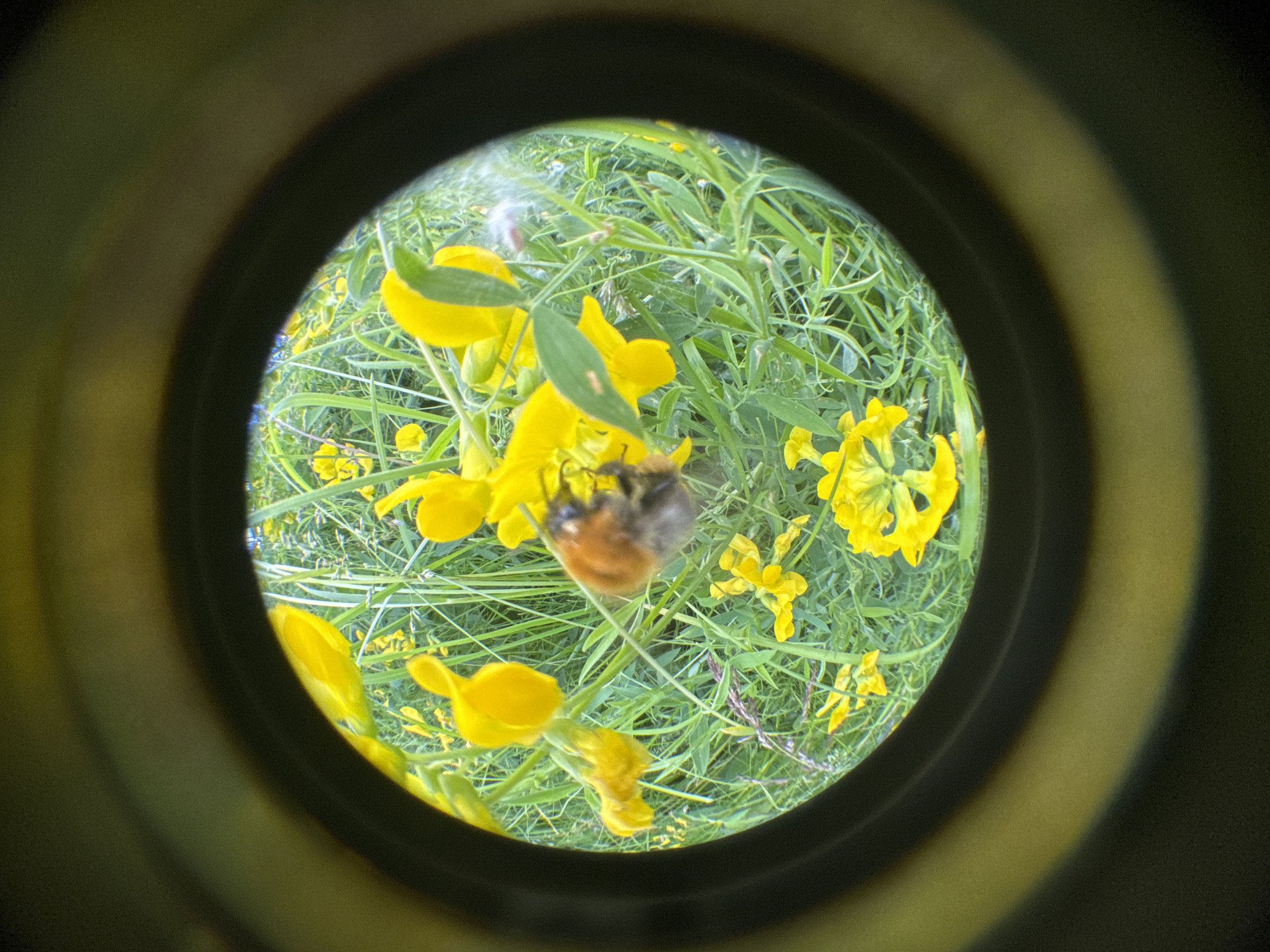 A bumblebee with a fuzzy, brown and gray body is foraging on a cluster of bright yellow flowers surrounded by green grass and other yellow blossoms. The image is framed by a dark, circular border, suggesting it was taken through a lens or eyepiece. The background is a blur of green foliage, indicating a natural outdoor setting.