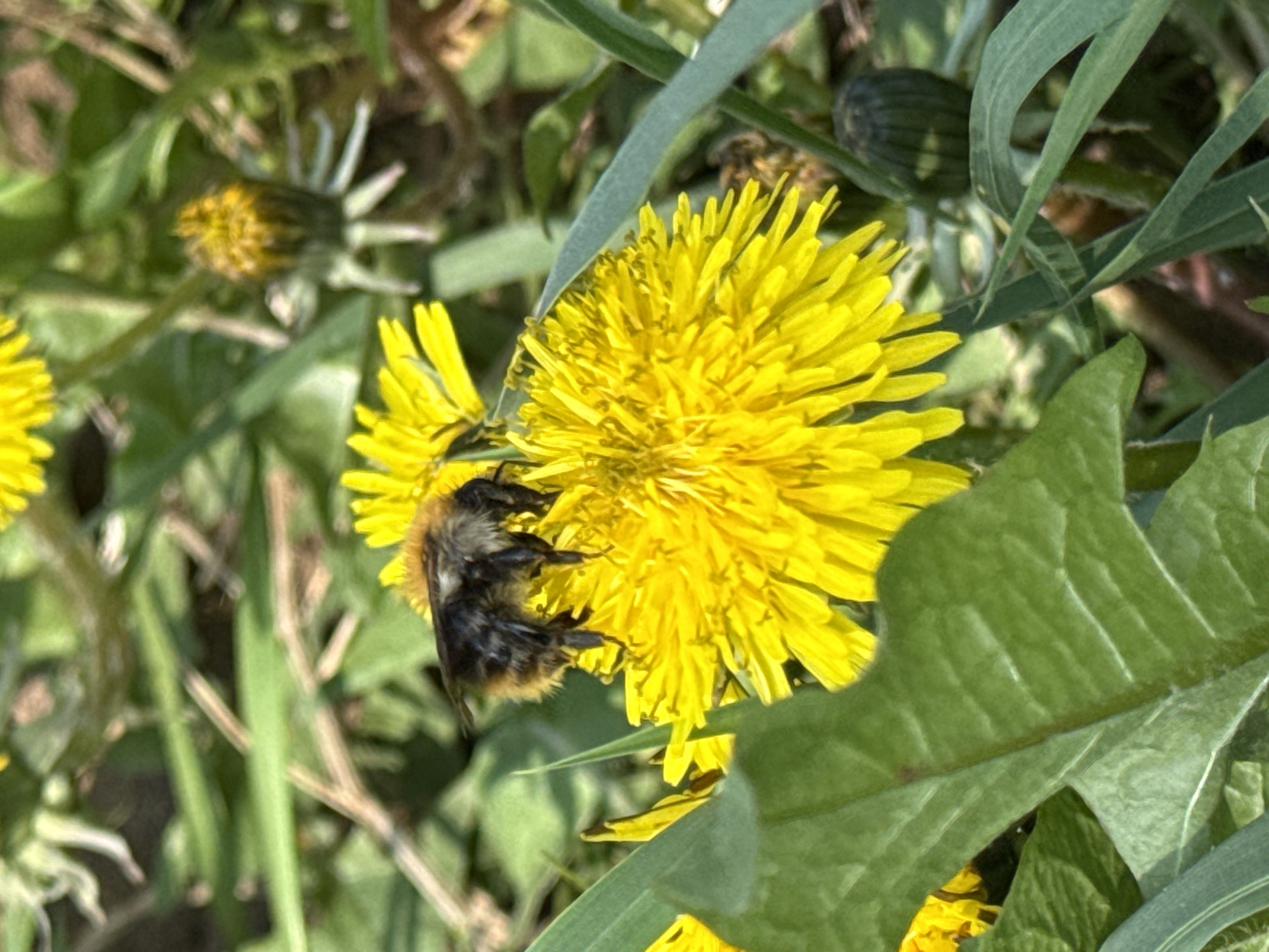 The image depicts a bumblebee clinging to a dandelion flower in full bloom. The flower is a bright, vibrant yellow and the bee has dark body with dense yellowish fur. The dandelion is surrounded by green foliage, including grass and leaves, as well as an unopened dandelion bud. The location is unknown and there is no indication of the city of Chaikovsky, Russia.