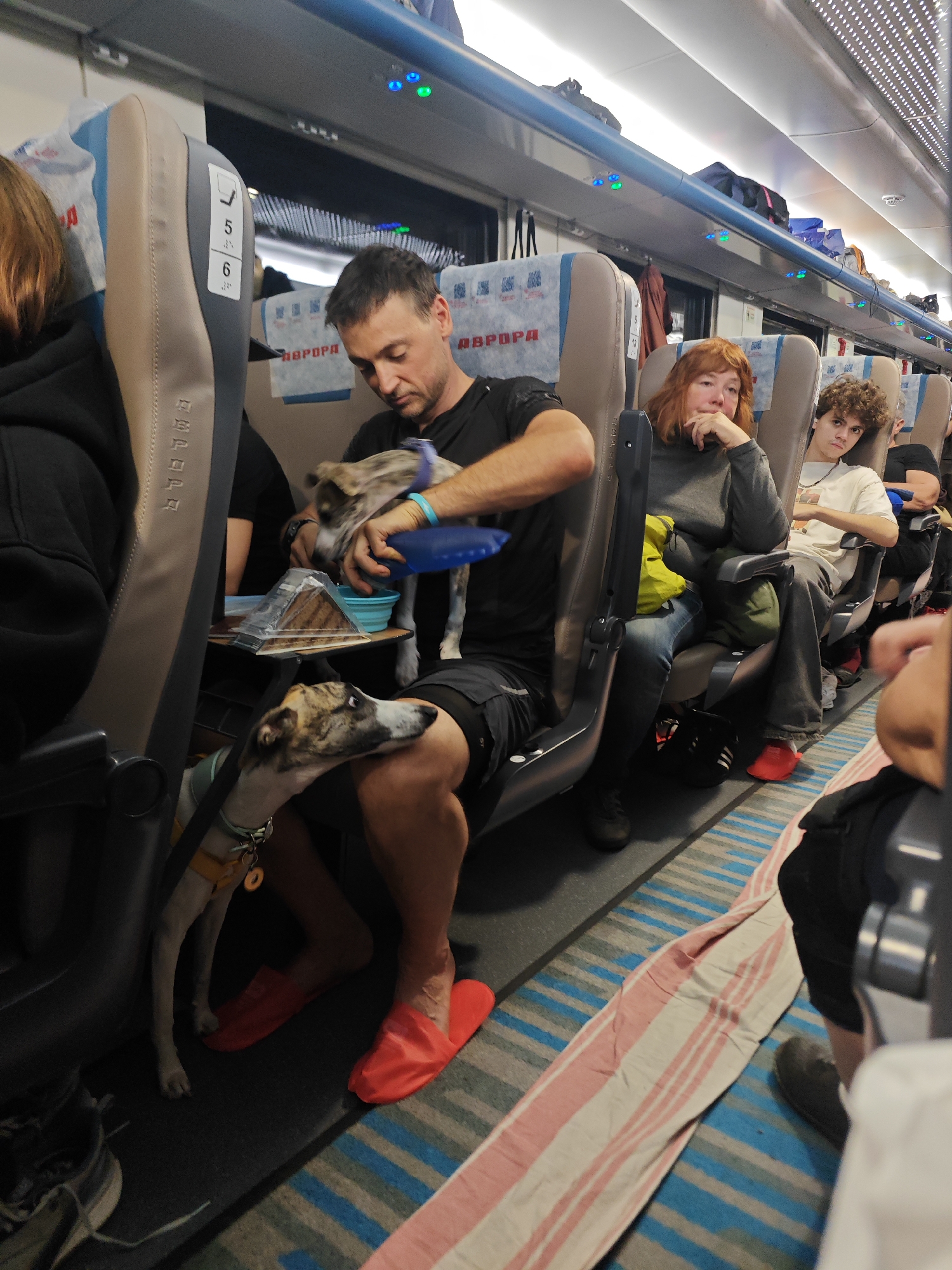 A man wearing black shorts and red slippers is seated on a train, holding a small dog in his arms. Another dog, with a light-colored coat and a yellow collar, stands on the floor in front of him, looking towards the viewer. A plastic food bowl is visible between the dogs. The man is looking down at the dog in his arms. The train car is occupied by other passengers, including a woman with red hair and a young man. Luggage is stored in the overhead compartments. The seats are upholstered in a beige and blue fabric. The floor is covered with a striped carpet. The scene appears to be in a train carriage, possibly on a route serving Saint Petersburg, Russia, given the Cyrillic text "ЕВРОПА" (Europe) visible on the seat backs.