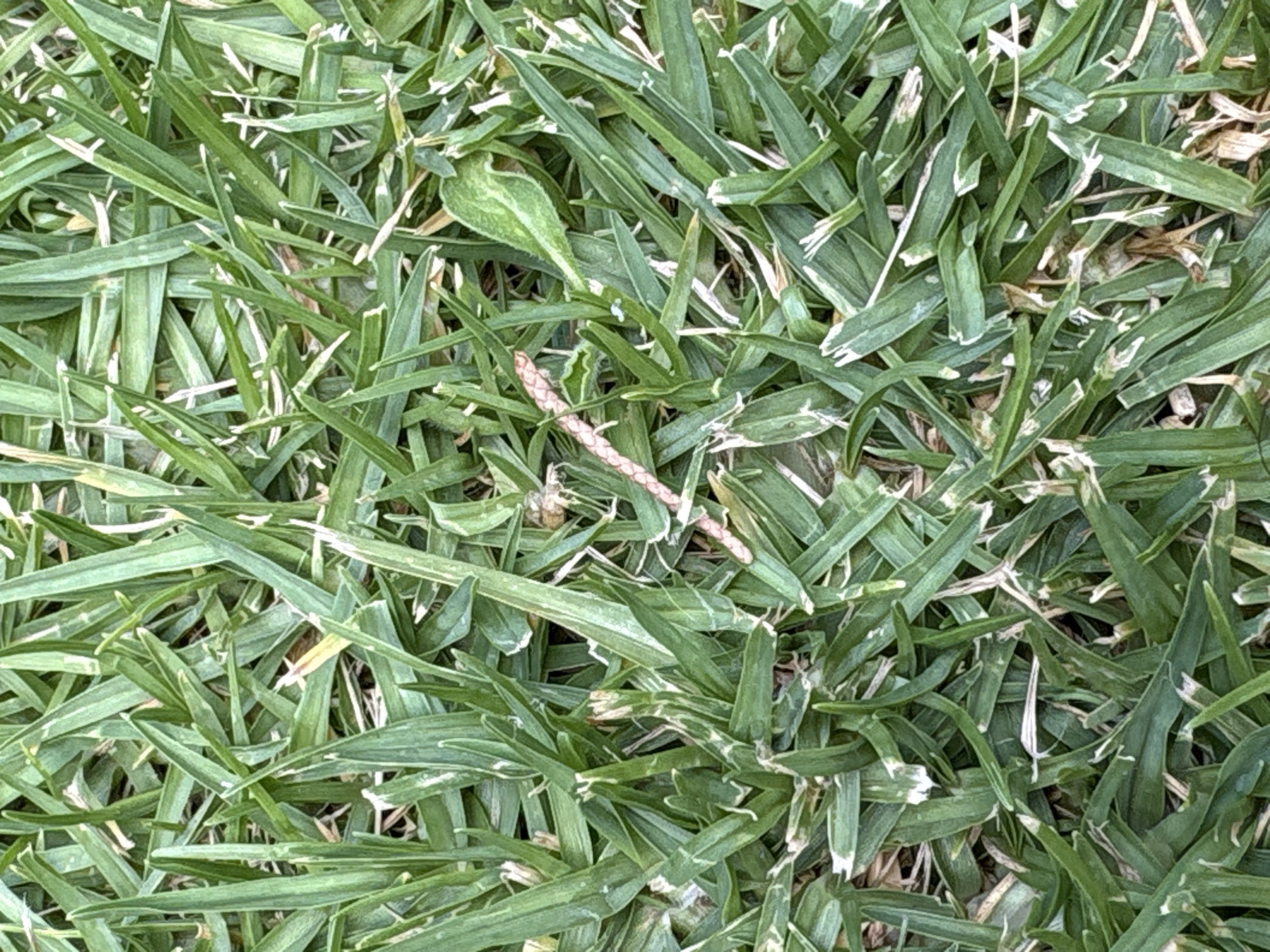 The image shows a close-up view of grass. The grass is mostly green with some blades exhibiting white or yellowish discoloration at the tips. A small brown twig or stem is lying across the grass blades in the center of the image. The setting appears to be outdoors. There are no people or other distinct objects visible. No information about Santa Ana Acozautla, Mexico is discernable from the image.