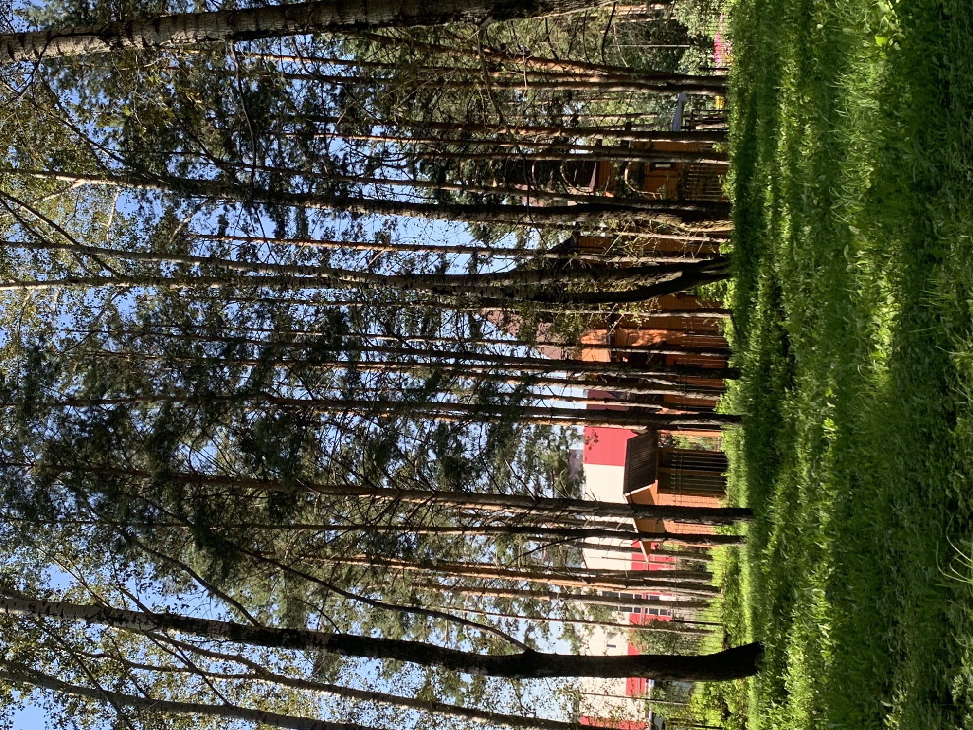 The image depicts a sun-dappled clearing in a forest, with tall trees dominating the foreground. The sun casts strong shadows across the lush green grass. In the background, partially obscured by the trees, are structures that suggest a developed area. To the left, a large building with a red and white facade is visible. To the right, a wooden structure with a pitched roof and a metal fence stands near a larger wooden building with a dark roof. The overall scene is one of a natural environment bordering a populated area, likely a park or the edge of a settlement. The presence of the buildings and the well-maintained grass suggest the location is in or near a city. Given the description of Prokopyevsk, Russia, this could be a park area within the city or on its outskirts, where nature meets urban development. There are no people or animals visible in the image. The environment is characterized by a mix of natural elements (trees, grass) and man-made structures.